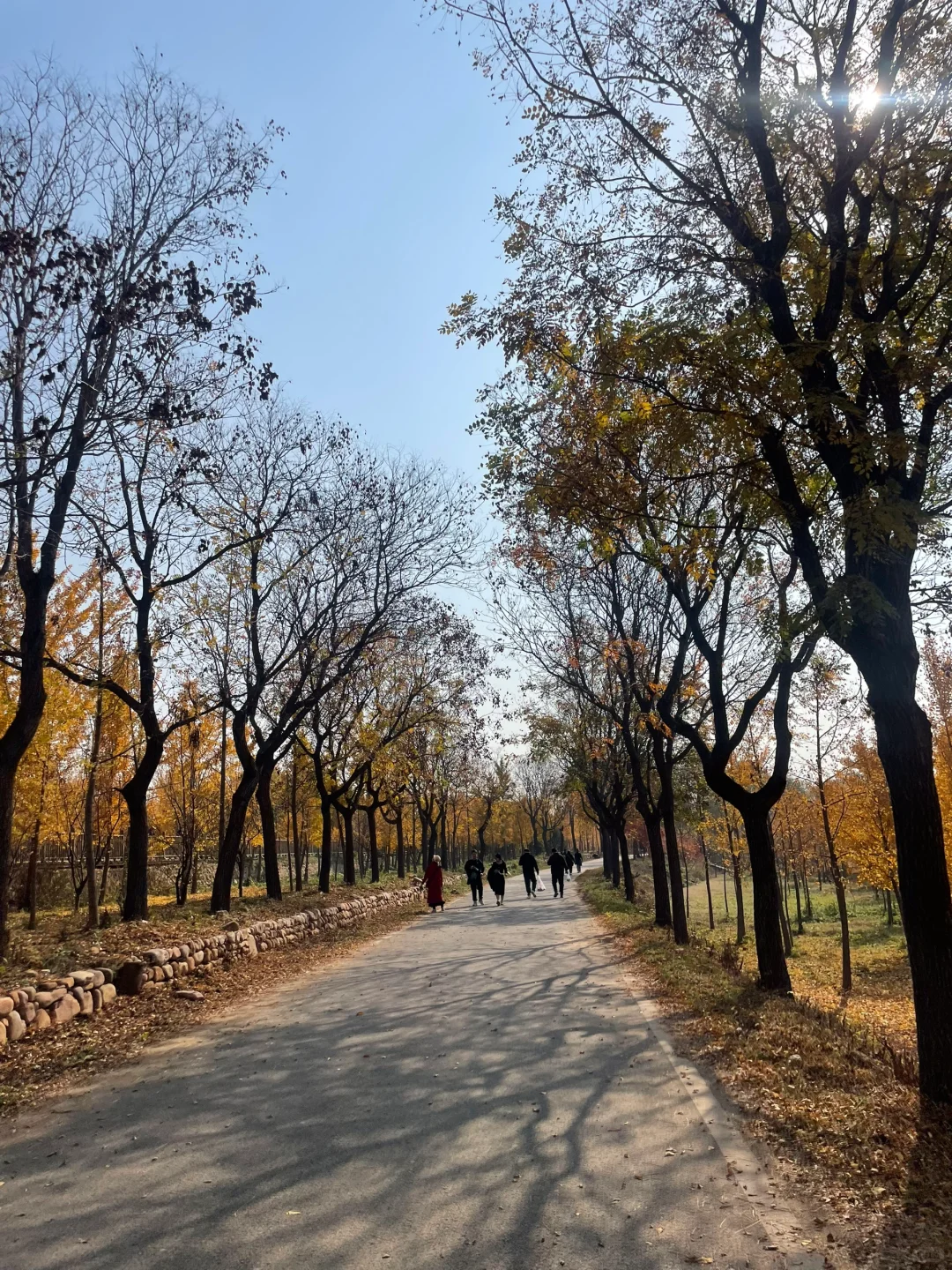 山明水净夜来霜，数树深红出浅黄