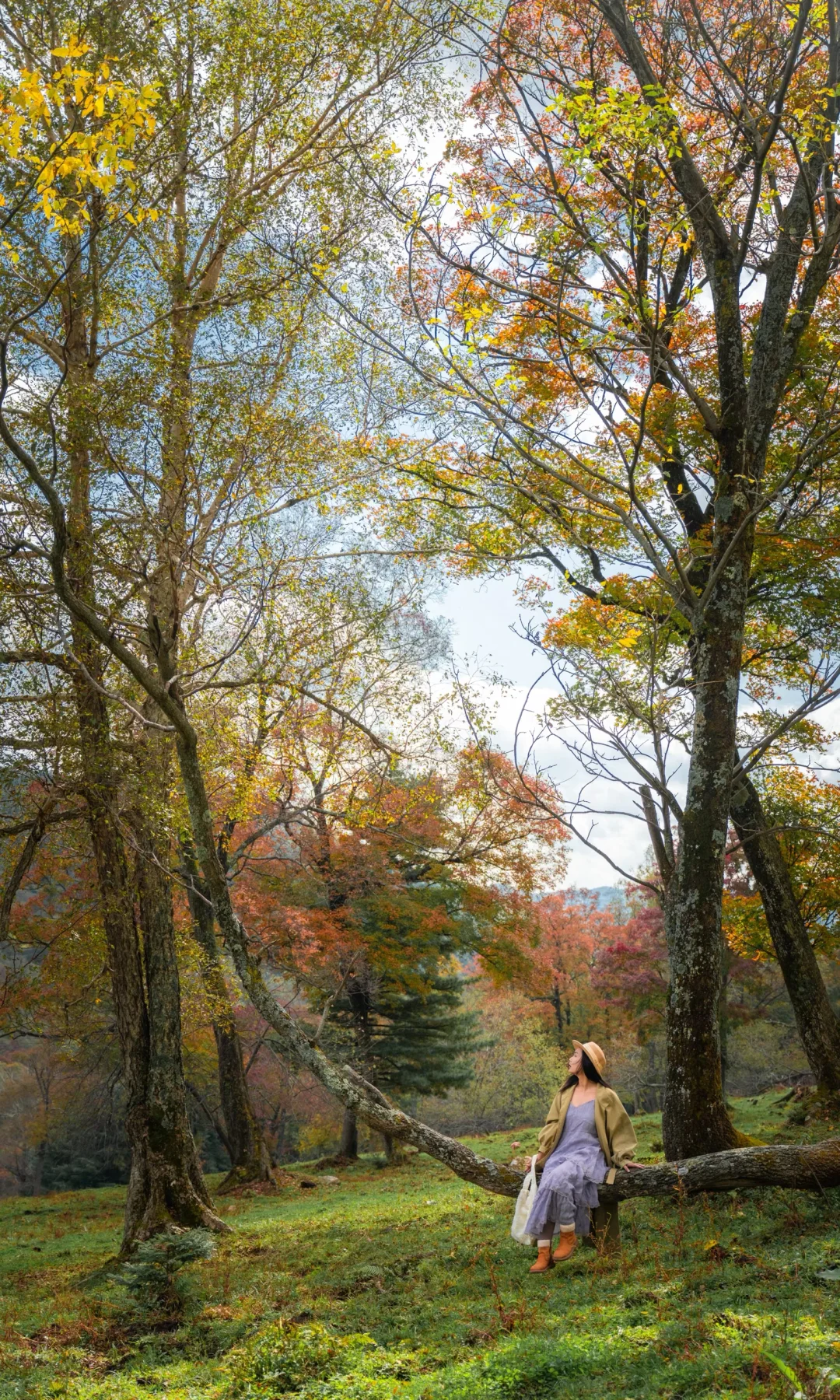 全屏打开吉林此刻的秋天🍁