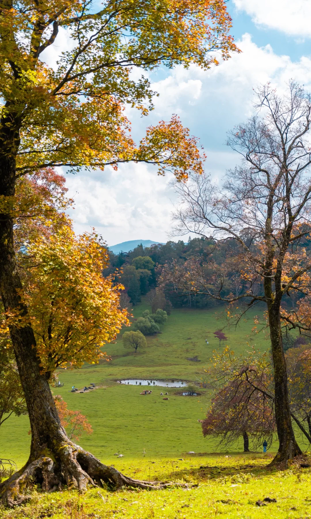 全屏打开吉林此刻的秋天🍁