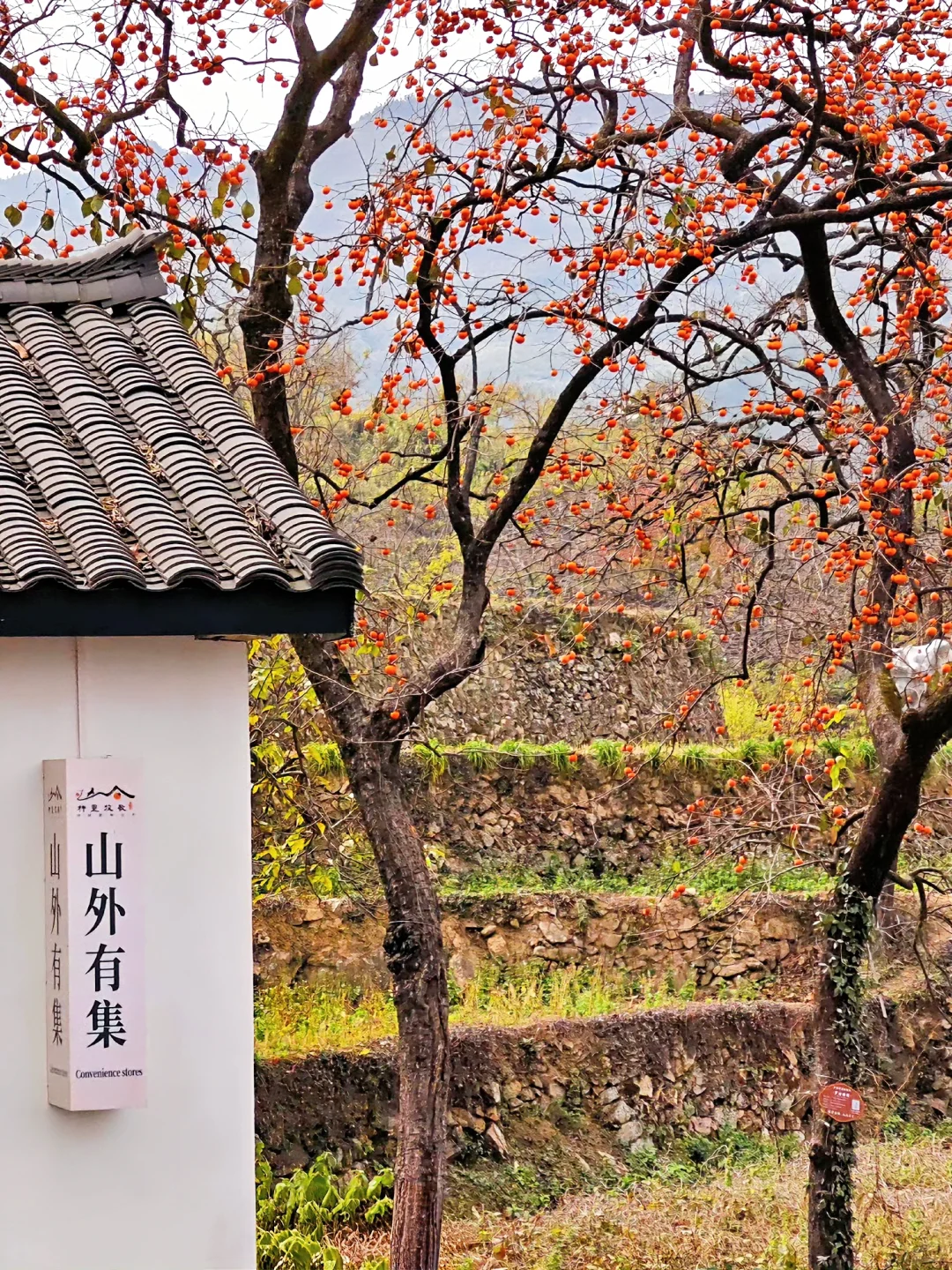 我从未见过如此盛大的秋天🍂赏秋摘柿