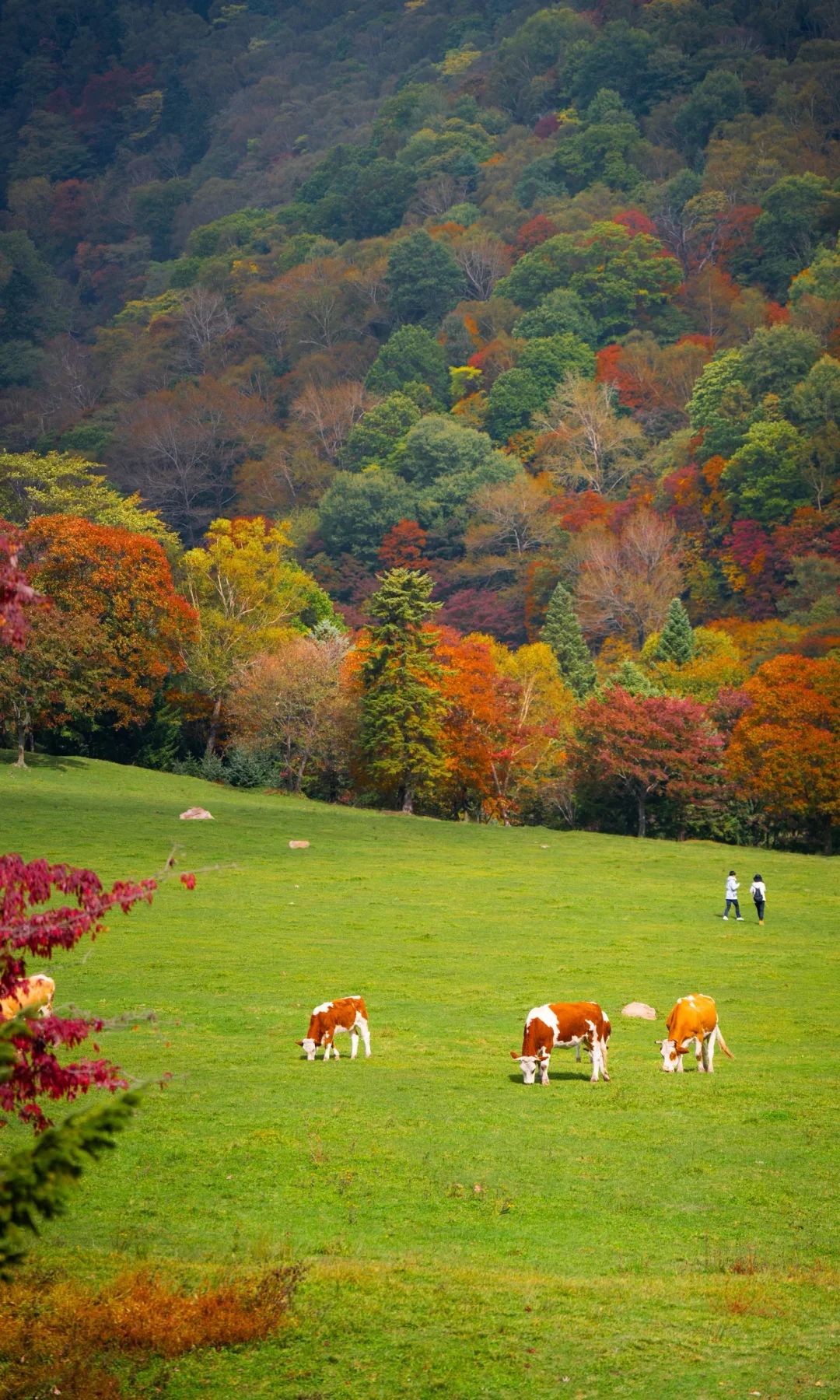 全屏打开吉林此刻的秋天🍁