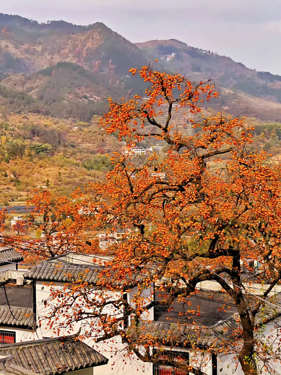 我从未见过如此盛大的秋天🍂赏秋摘柿