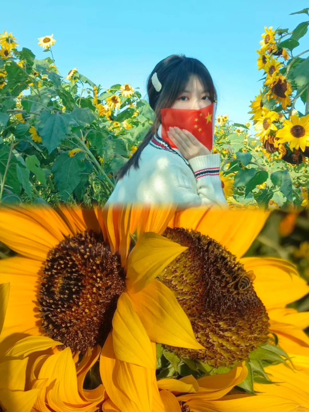 🌻邯郸秋日限定 | 闯进向日葵童话‼️