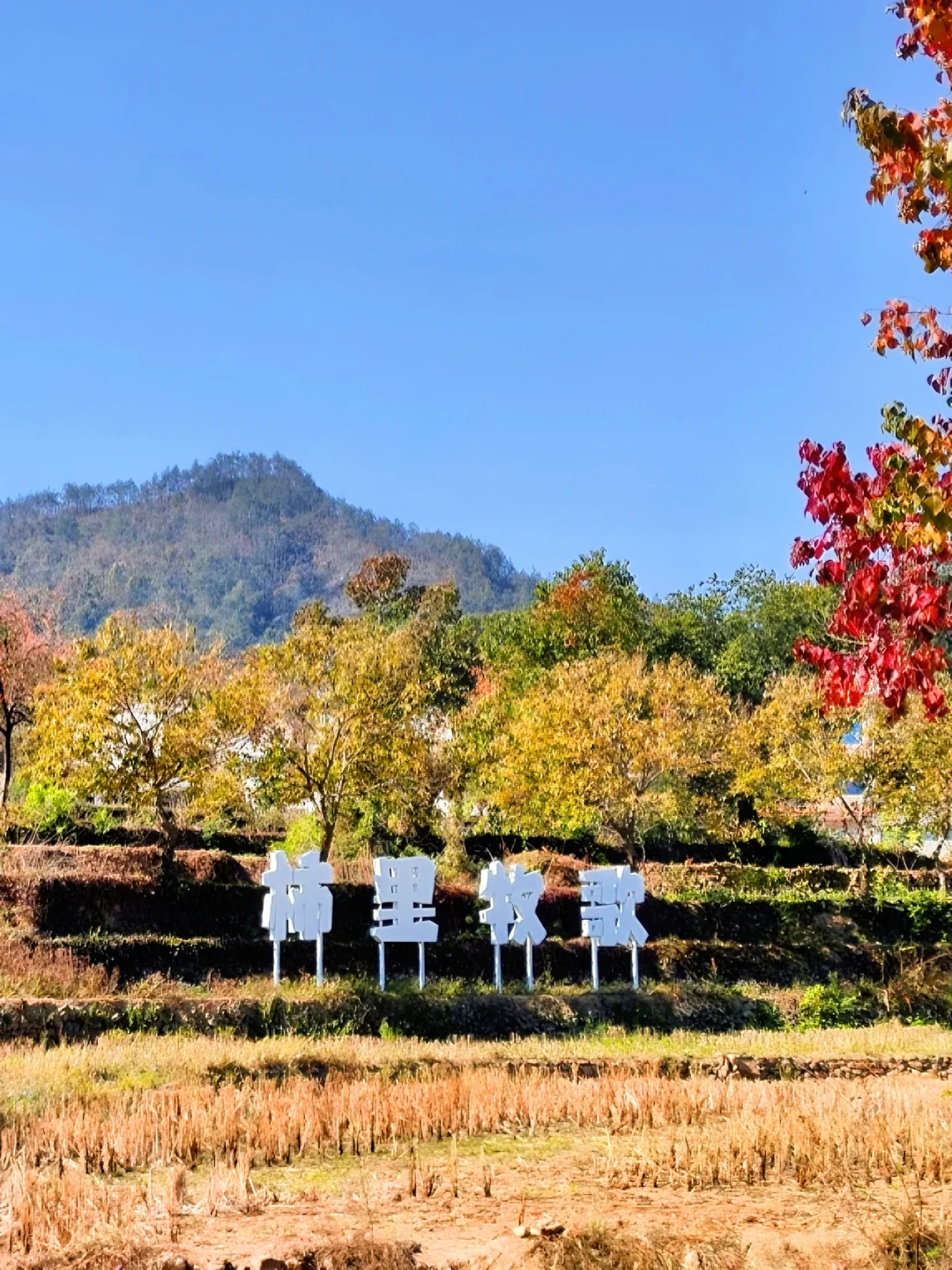 我从未见过如此盛大的秋天🍂赏秋摘柿