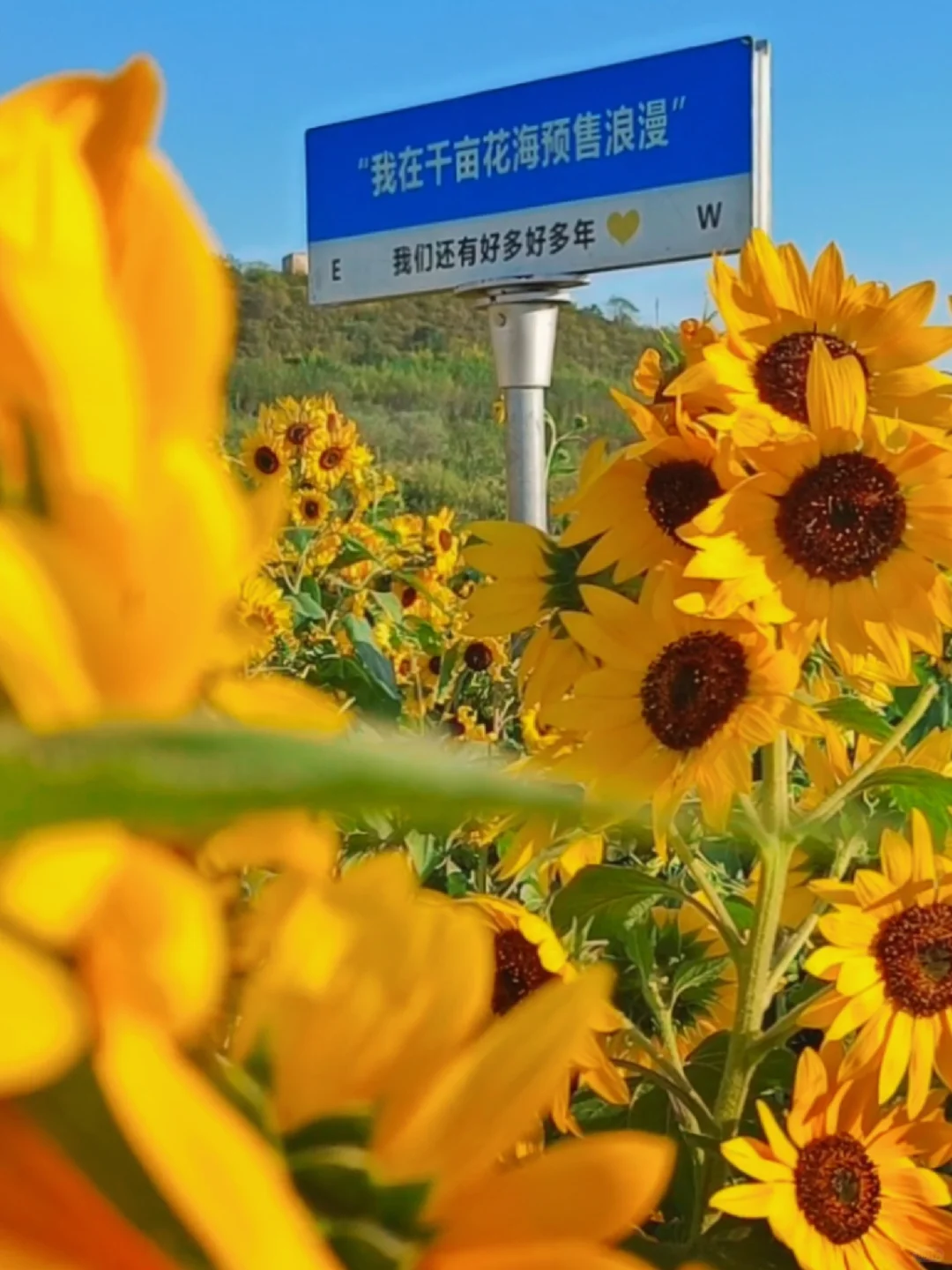 🌻邯郸秋日限定 | 闯进向日葵童话‼️