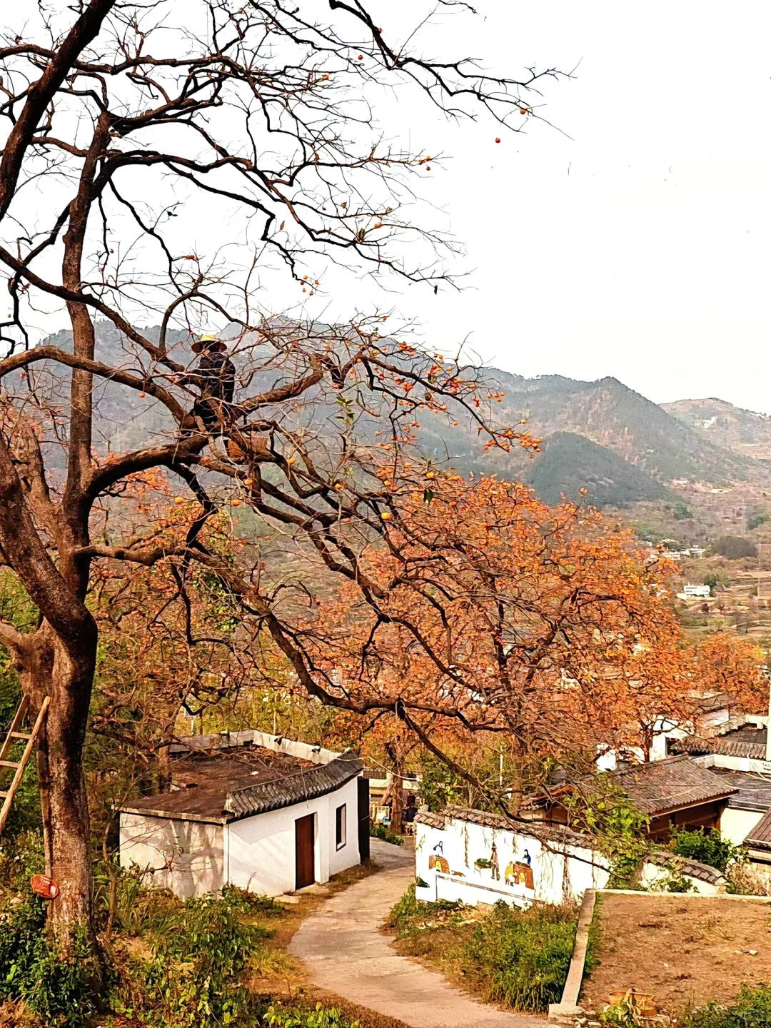 我从未见过如此盛大的秋天🍂赏秋摘柿