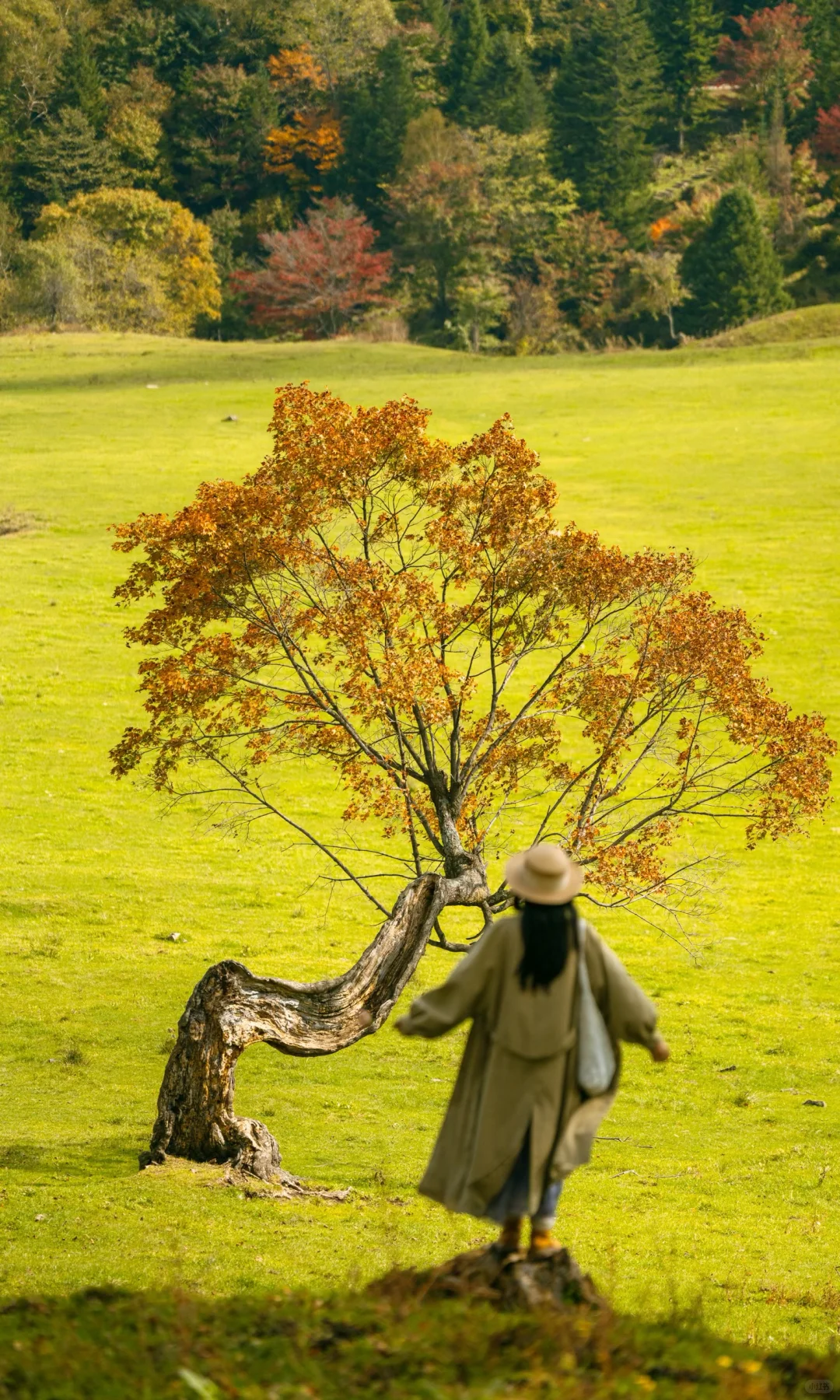 全屏打开吉林此刻的秋天🍁