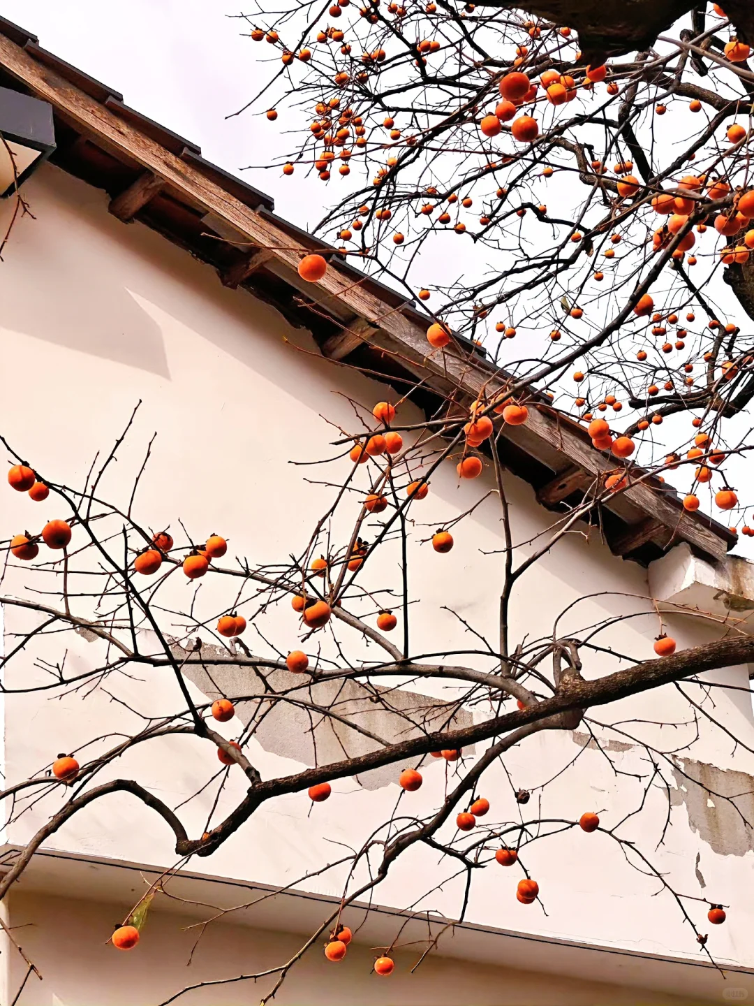我从未见过如此盛大的秋天🍂赏秋摘柿
