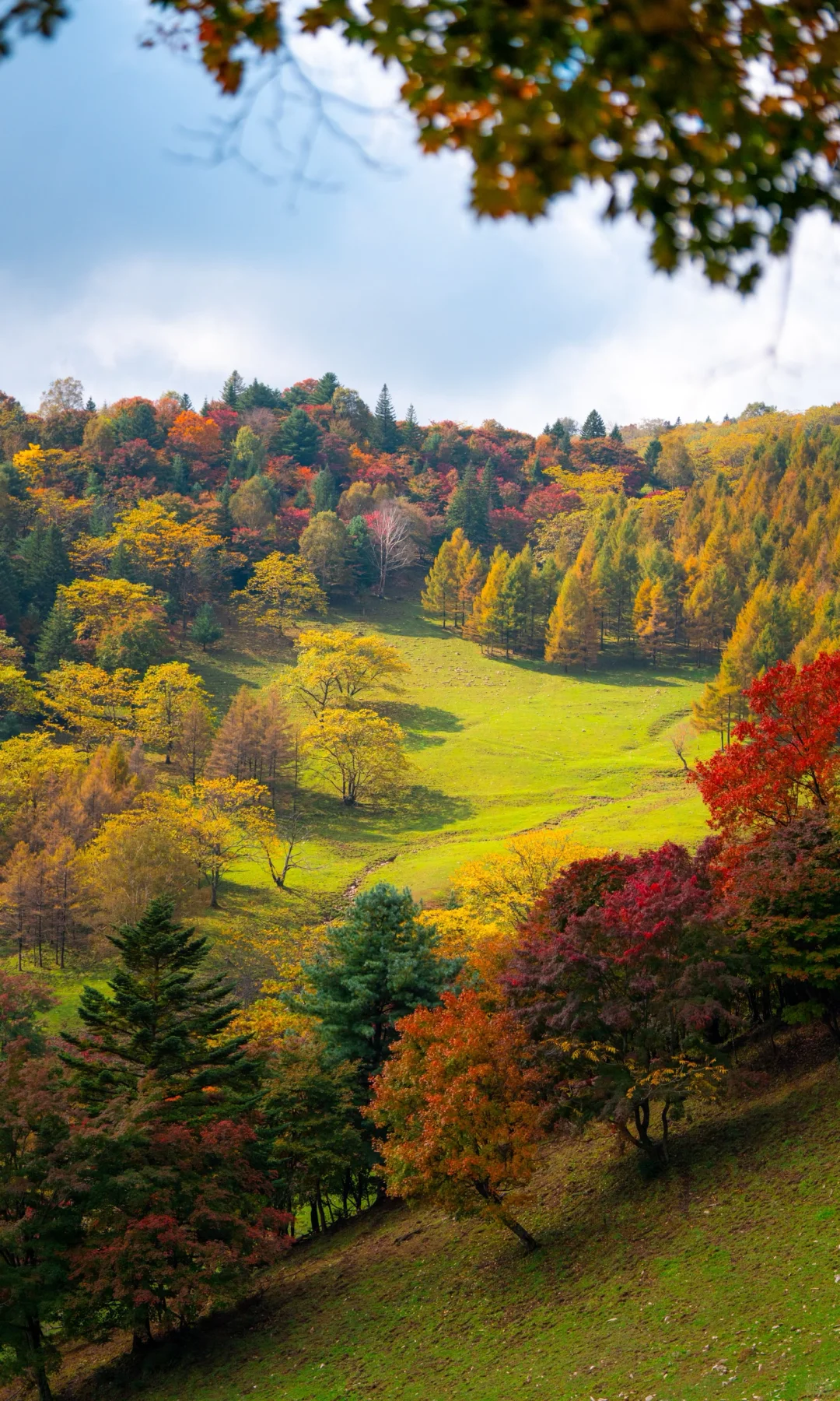 全屏打开吉林此刻的秋天🍁