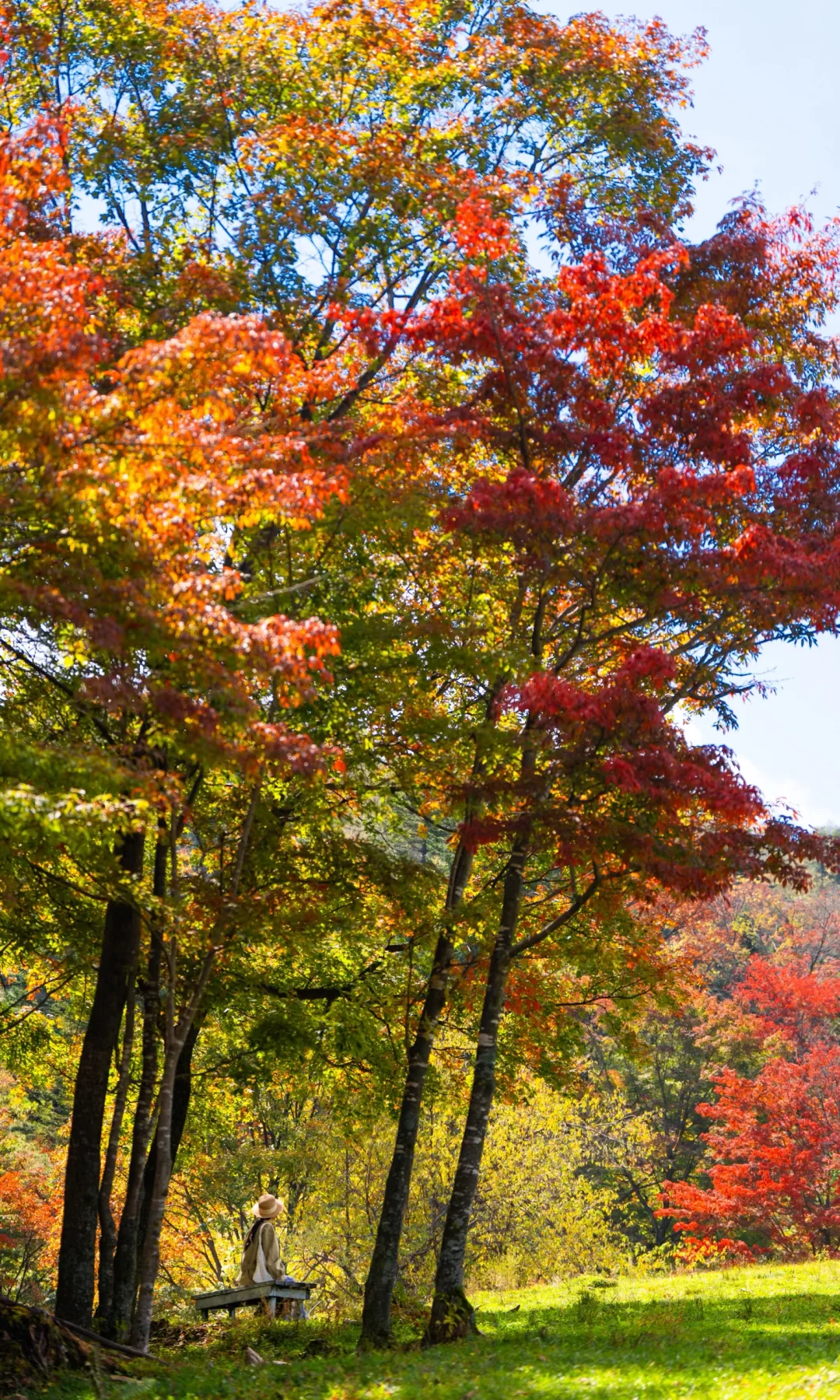 全屏打开吉林此刻的秋天🍁