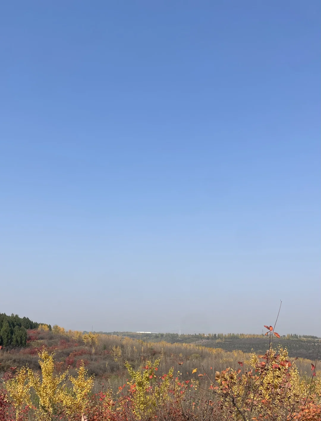 山明水净夜来霜，数树深红出浅黄