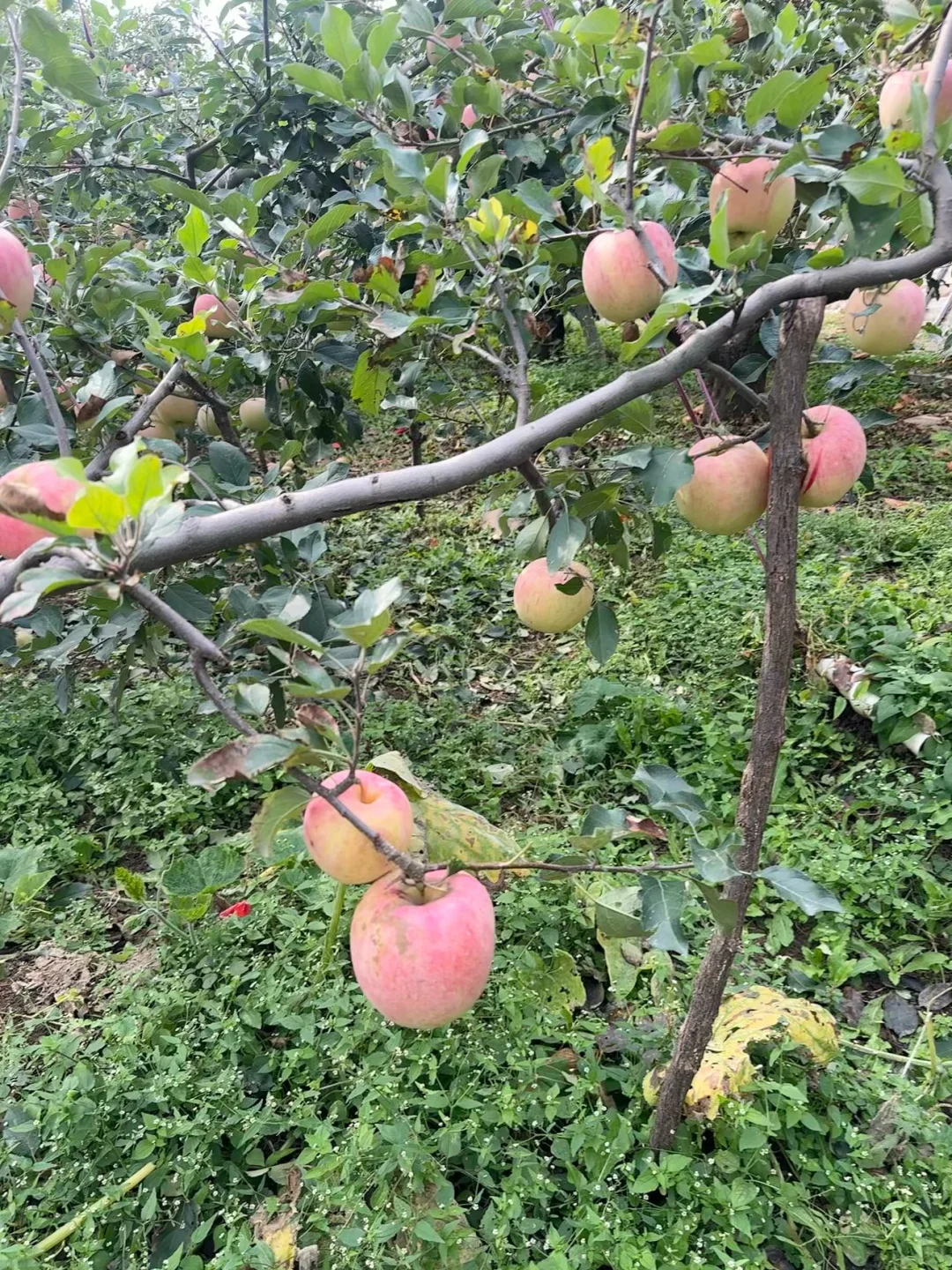 苹果香！一筐收手🤓果园的风都是甜的💓