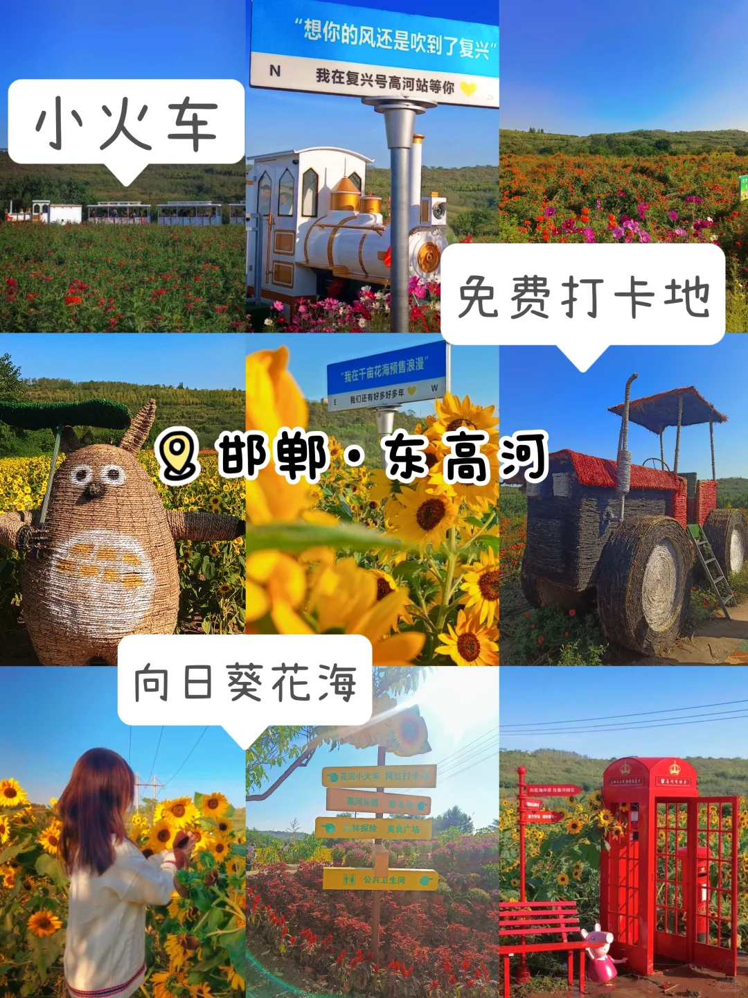 🌻邯郸秋日限定 | 闯进向日葵童话‼️