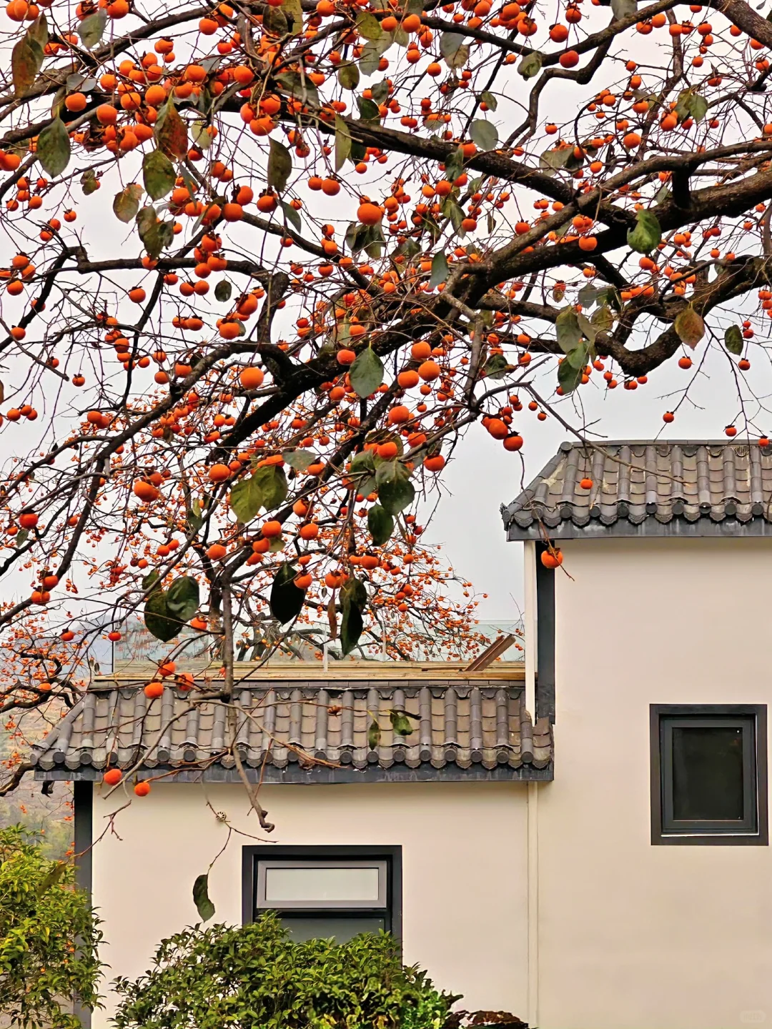 我从未见过如此盛大的秋天🍂赏秋摘柿