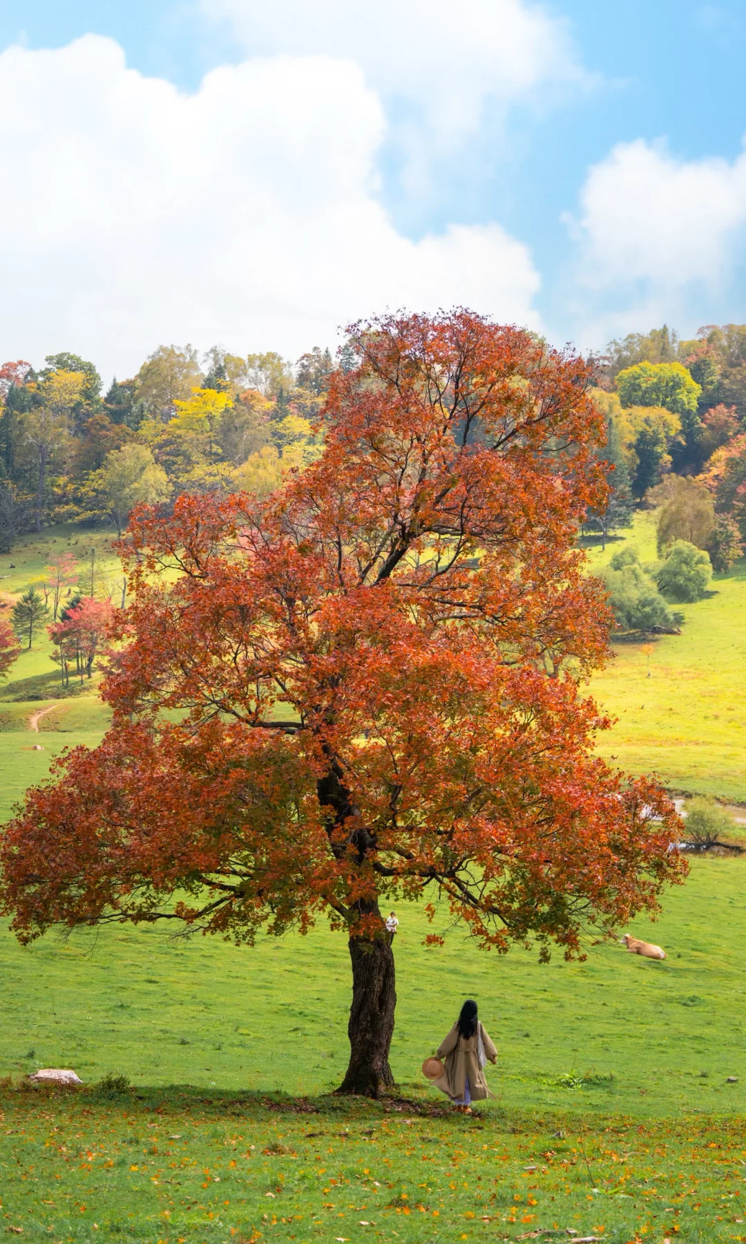 全屏打开吉林此刻的秋天🍁