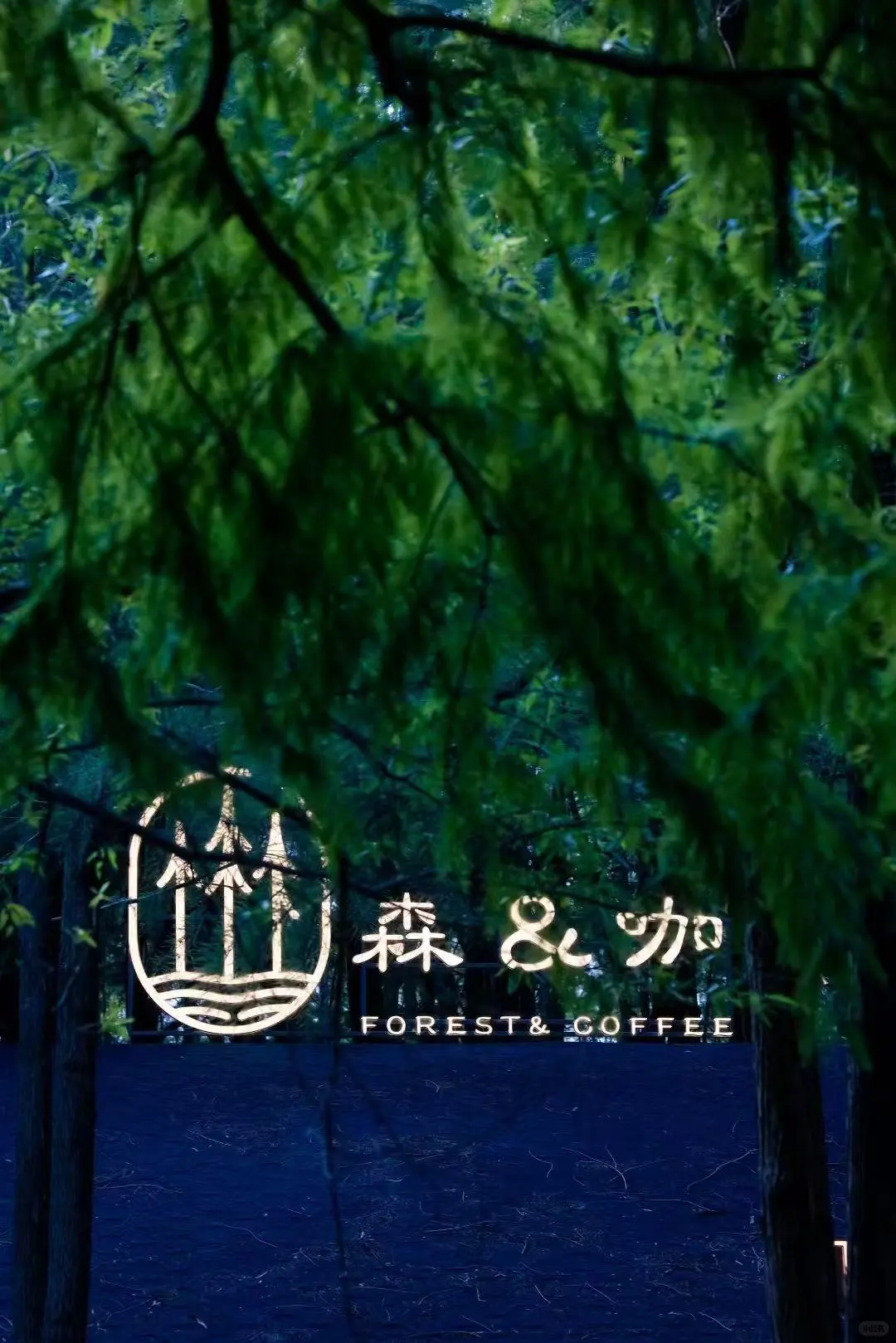 抹茶味的照片