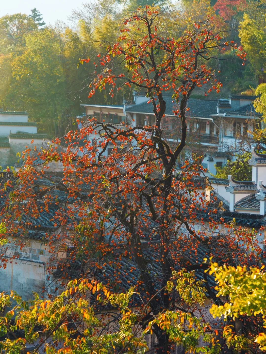 已经开始期待皖南的秋天了🍁🍁🍁