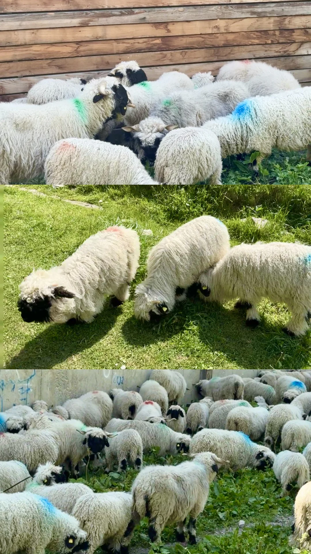 🇨🇭瑞士七天六晚自由行攻略