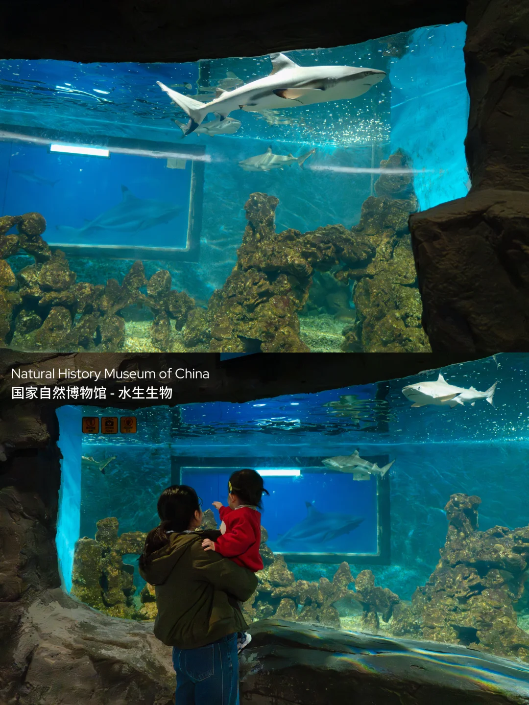 Live不愧是北京！这绝美水族馆竟然是免费的