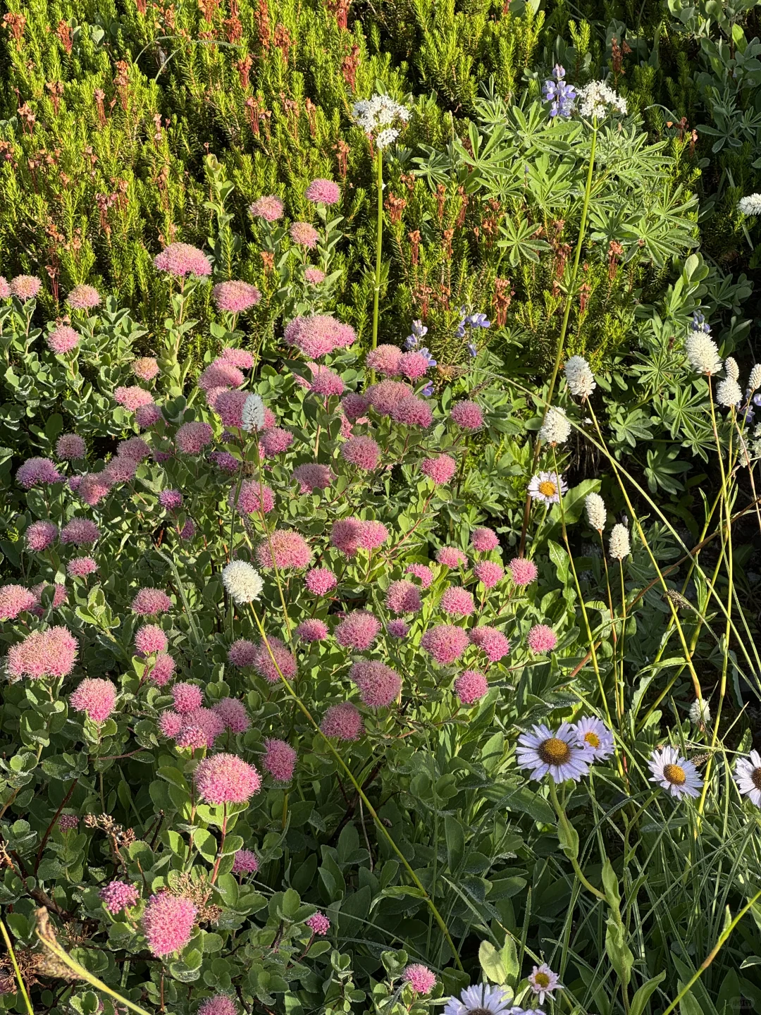 Rainier雷尼尔周末不排队