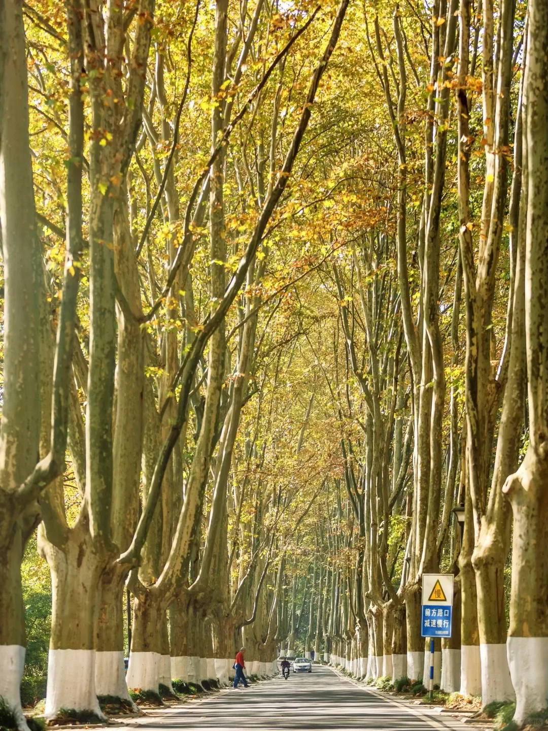 秋天在南京最适合citywalk的⑤条路线‼️
