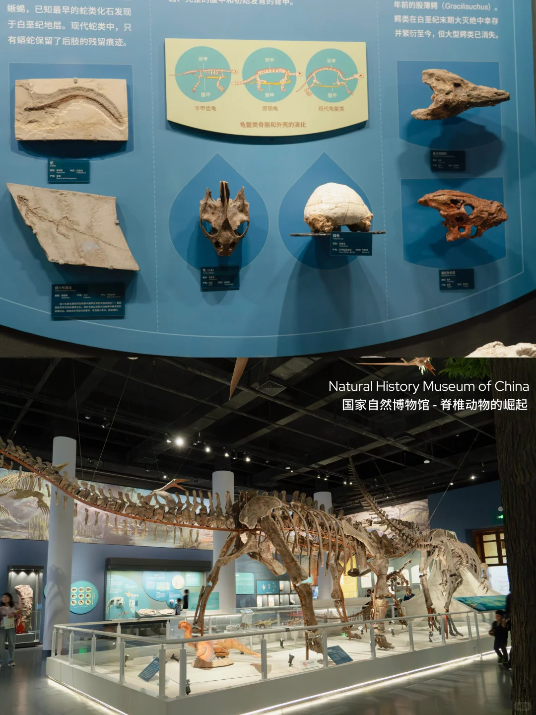 Live不愧是北京！这绝美水族馆竟然是免费的