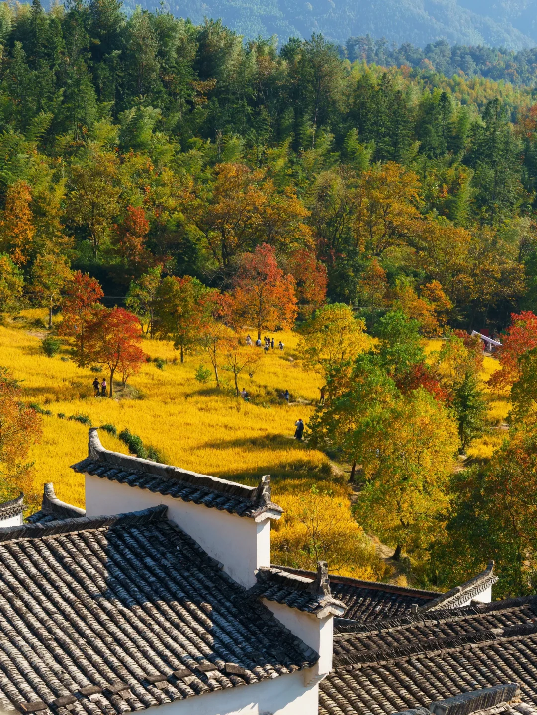 已经开始期待皖南的秋天了🍁🍁🍁