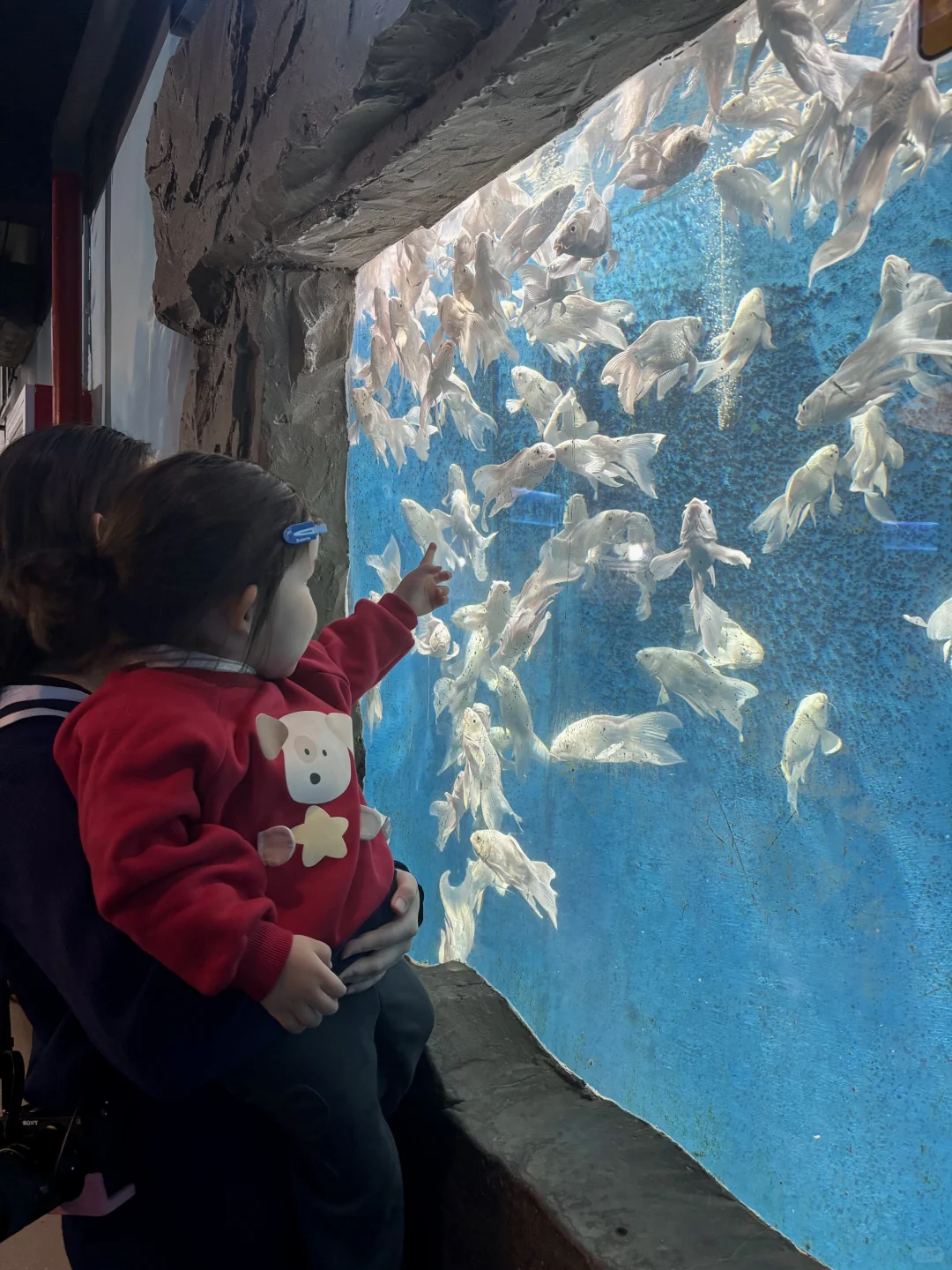Live不愧是北京！这绝美水族馆竟然是免费的