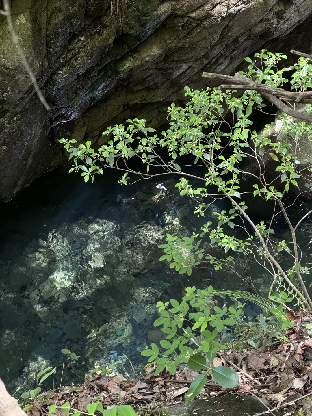 实拍Live ‼️小红书跟风最成功的一次
