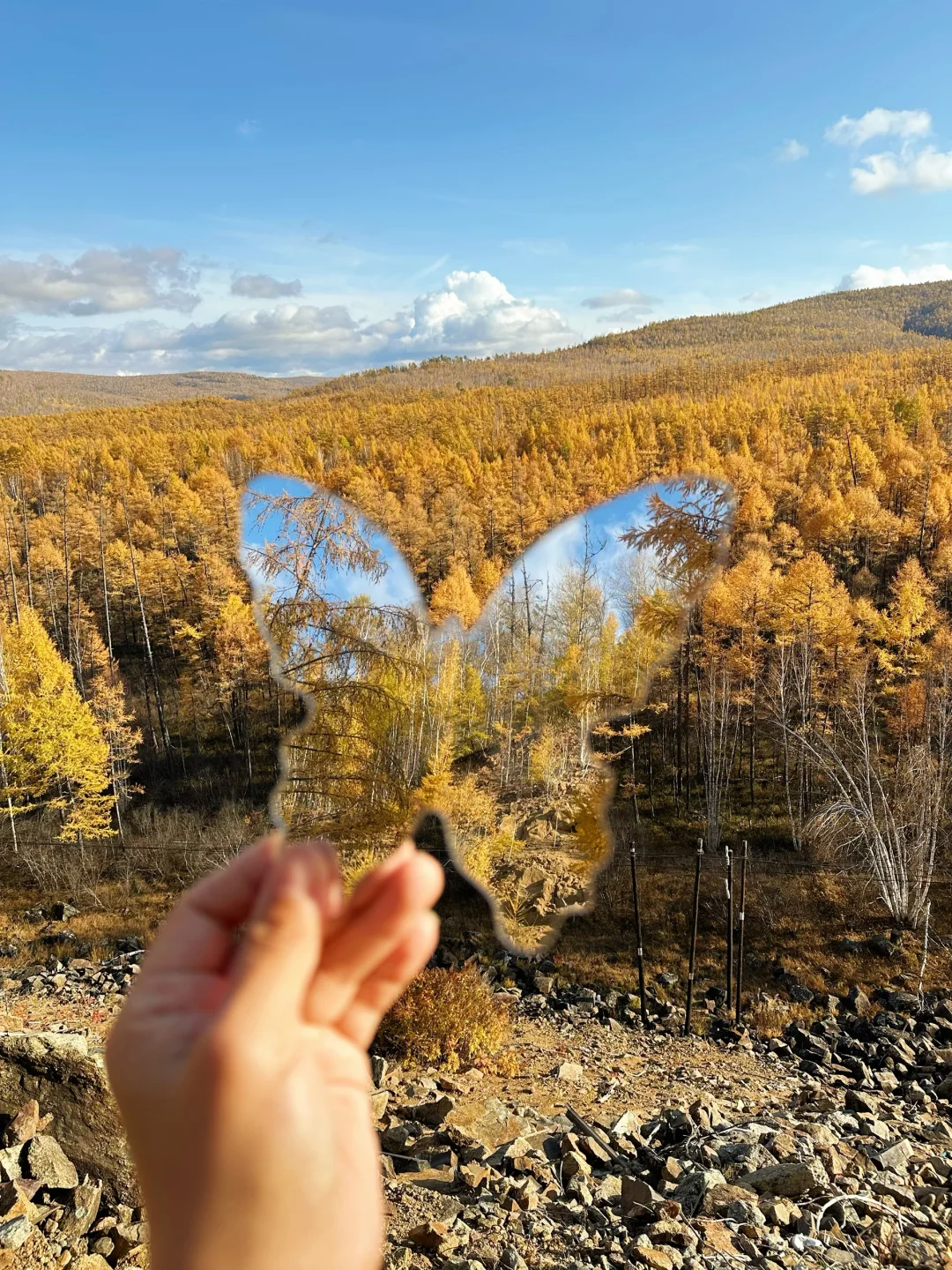 在呼伦贝尔见到了人生中最盛大的秋天🍂