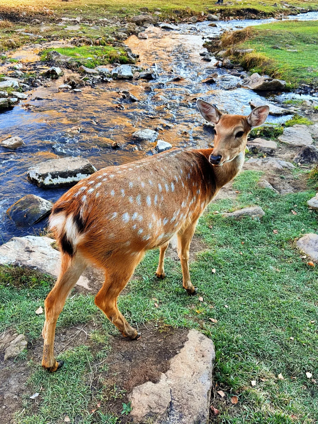 🍂一定要在秋天去一次小兴安岭