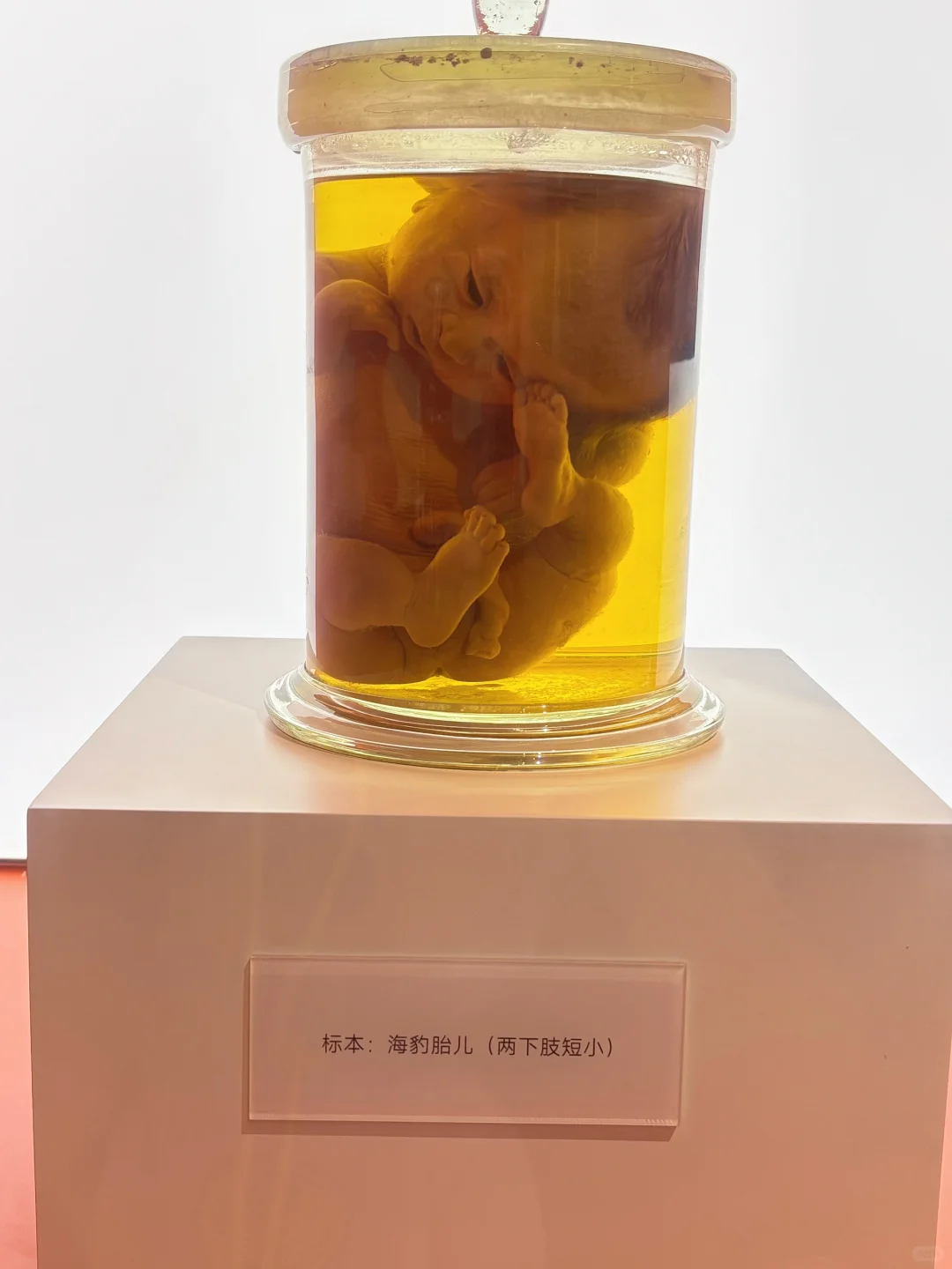 一座总统府，半部民国史（公园年卡扣1）