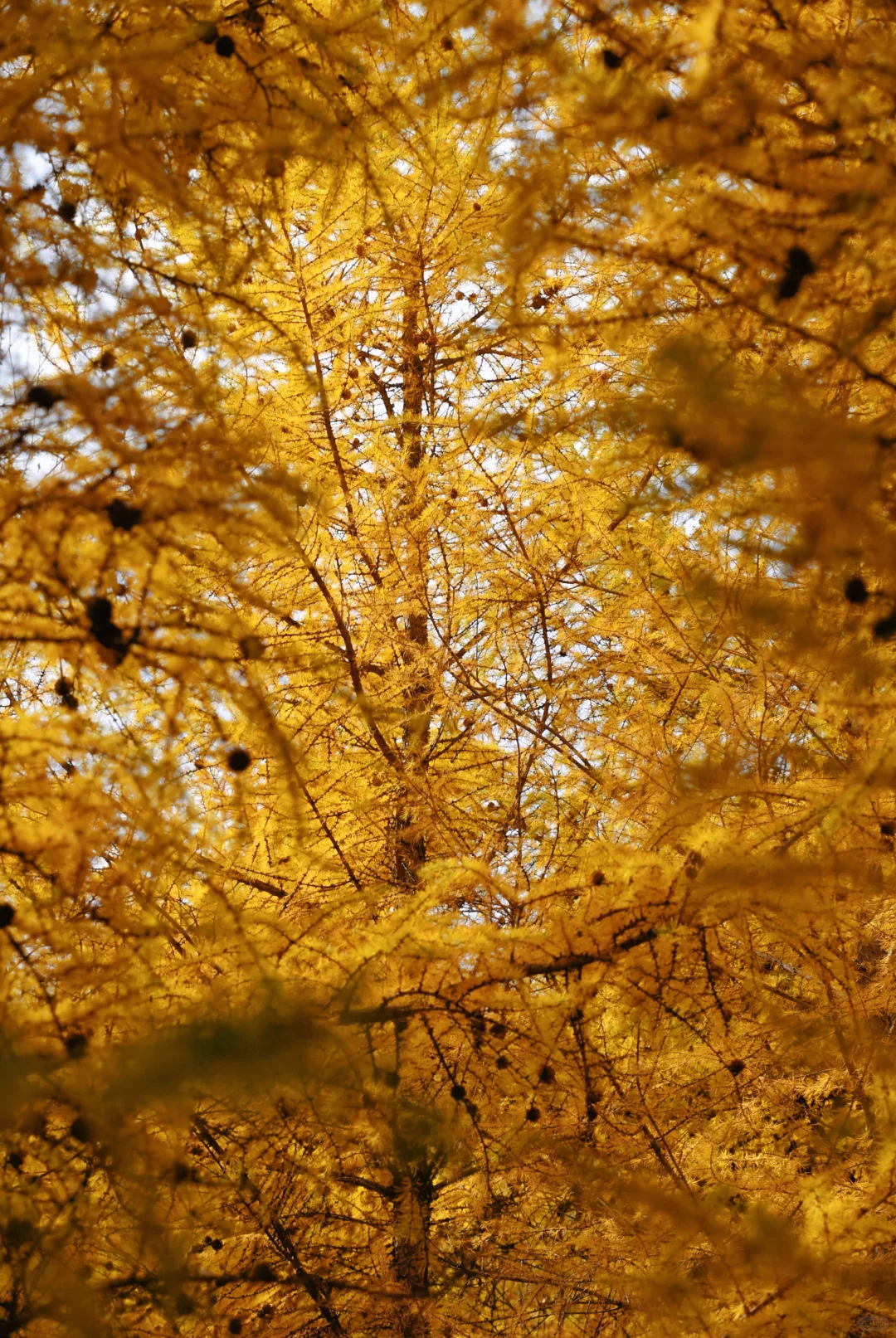 北京自驾|在承德找到了大兴安岭平替🍂