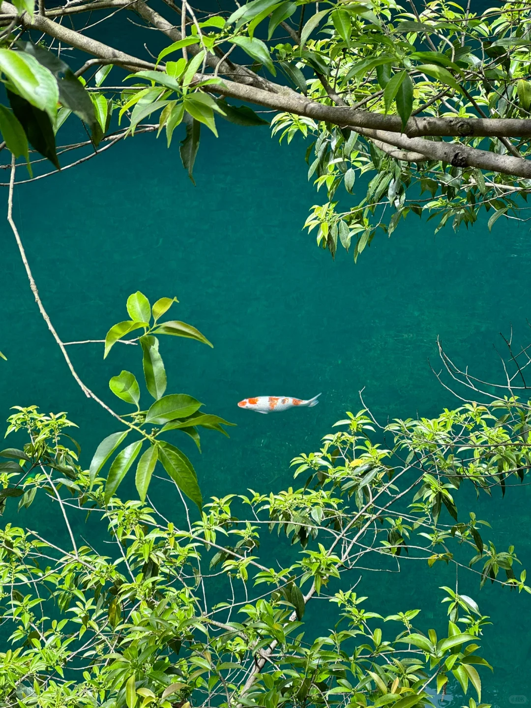 实拍Live ‼️小红书跟风最成功的一次