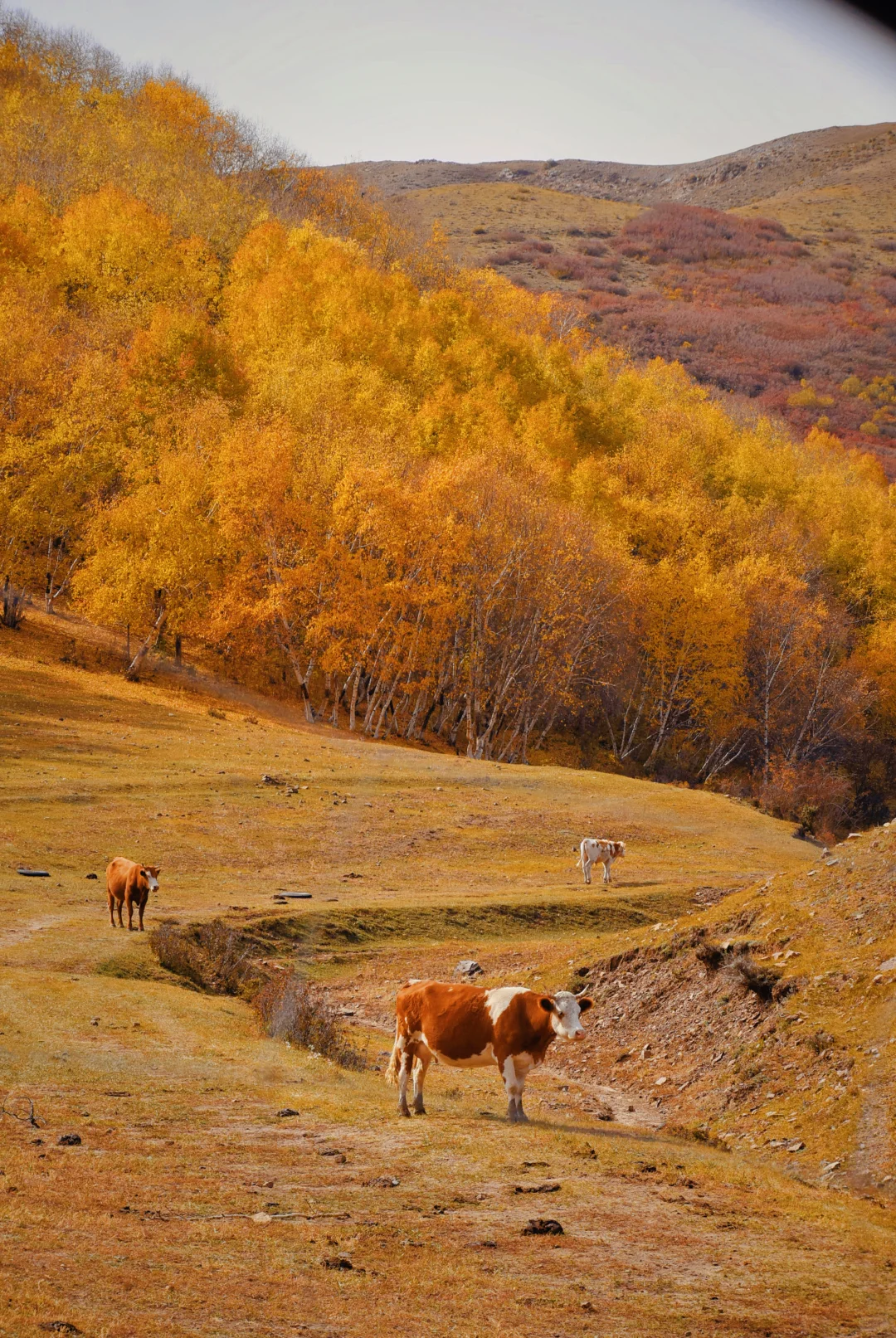 北京自驾|在承德找到了大兴安岭平替🍂