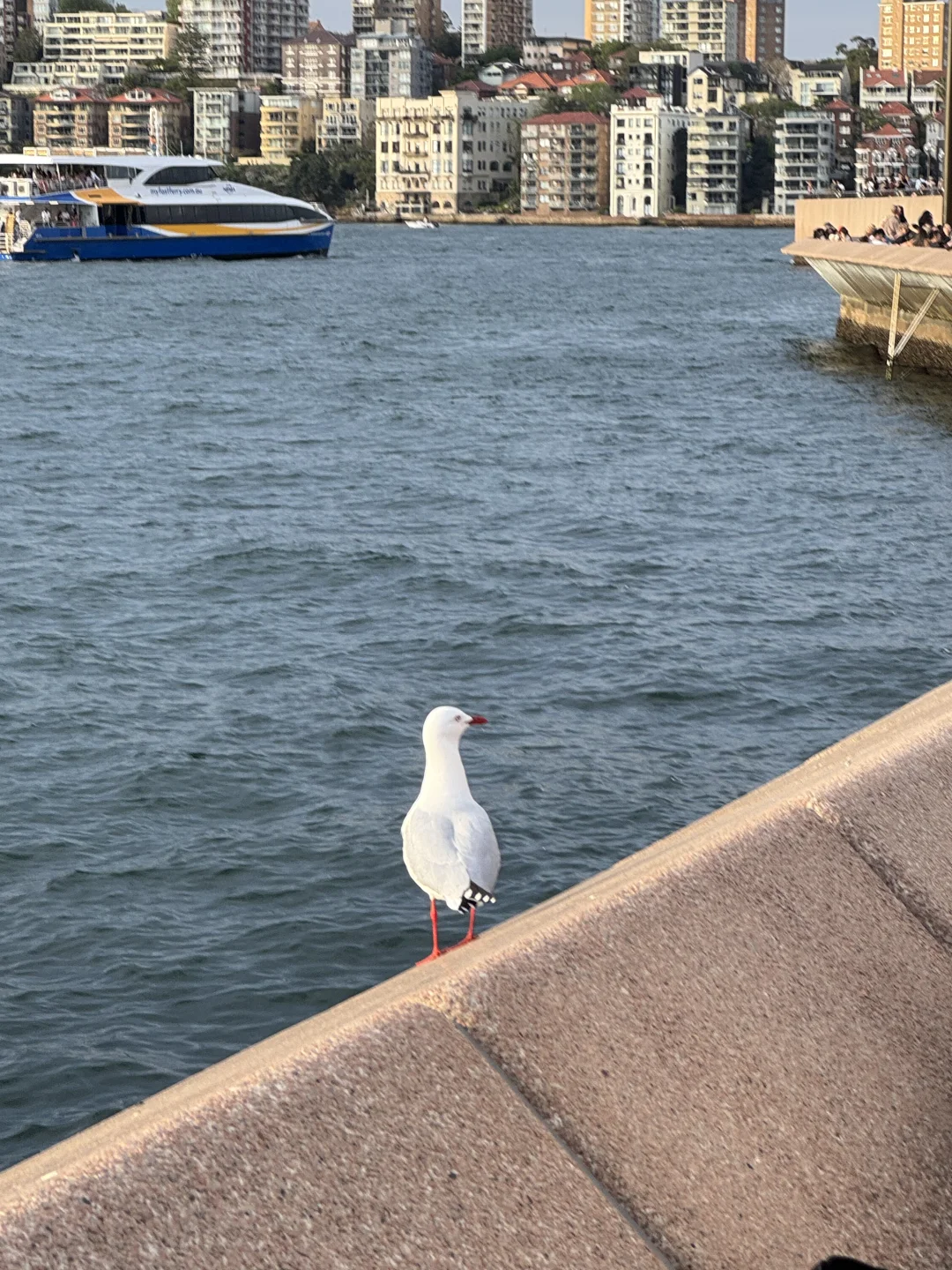 国庆大军第一批已抵达南半球🇦🇺感受春天💐