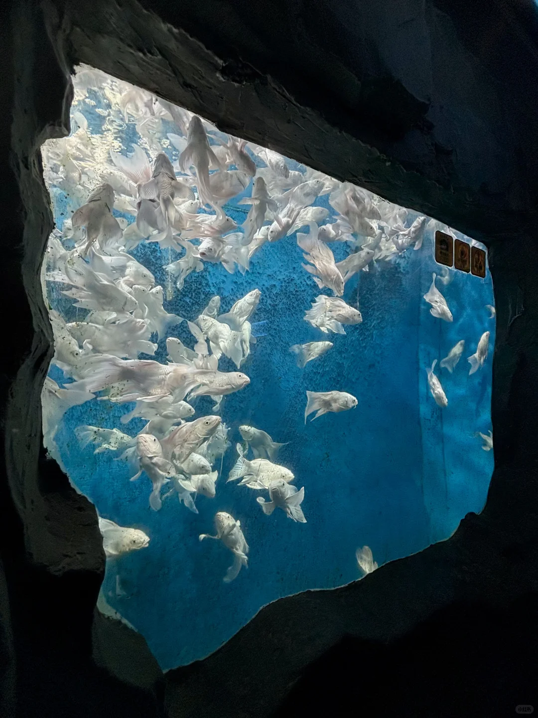 Live不愧是北京！这绝美水族馆竟然是免费的