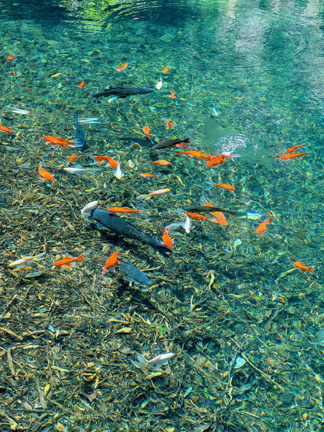 实拍Live ‼️小红书跟风最成功的一次