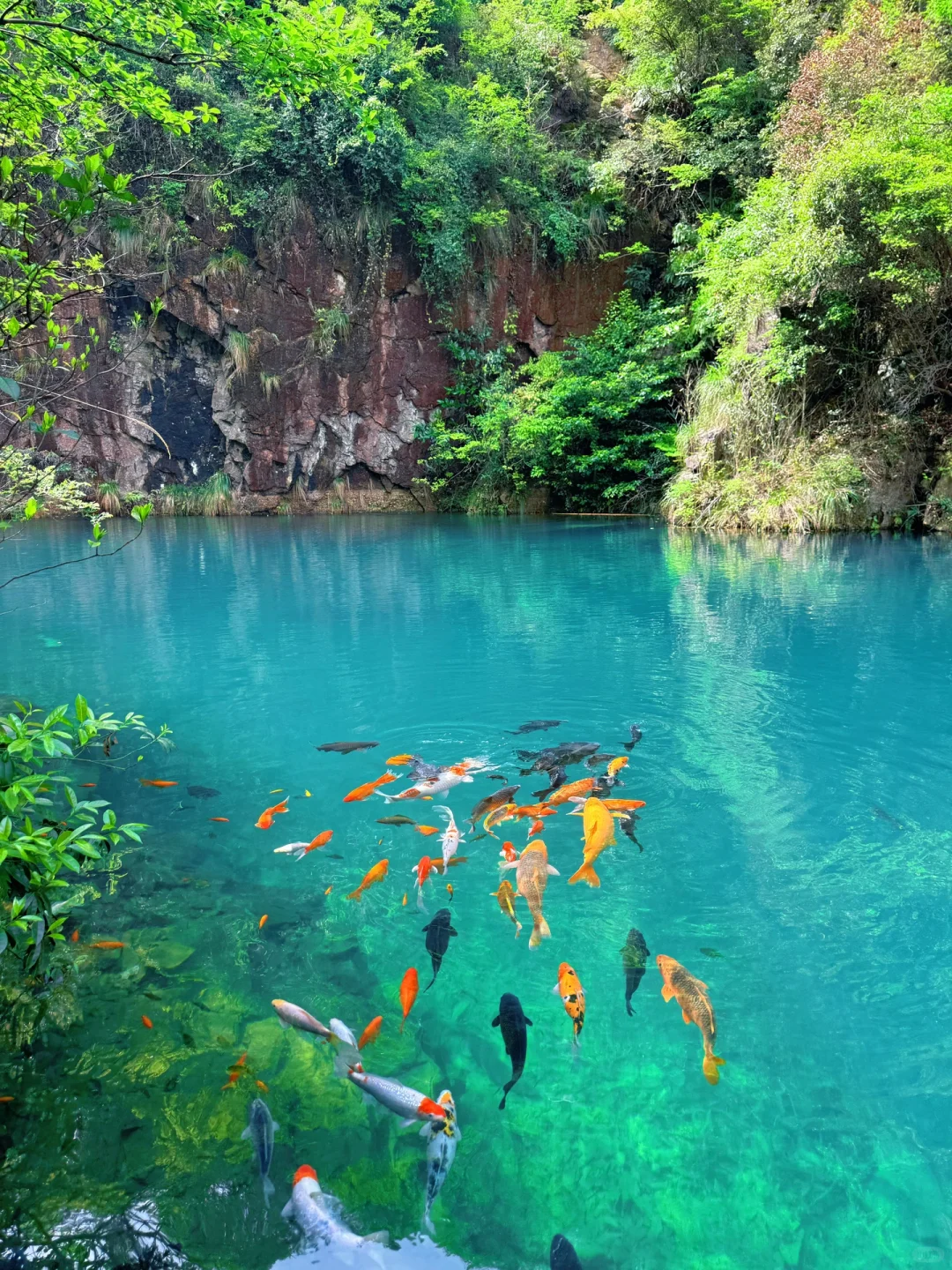 实拍Live ‼️小红书跟风最成功的一次