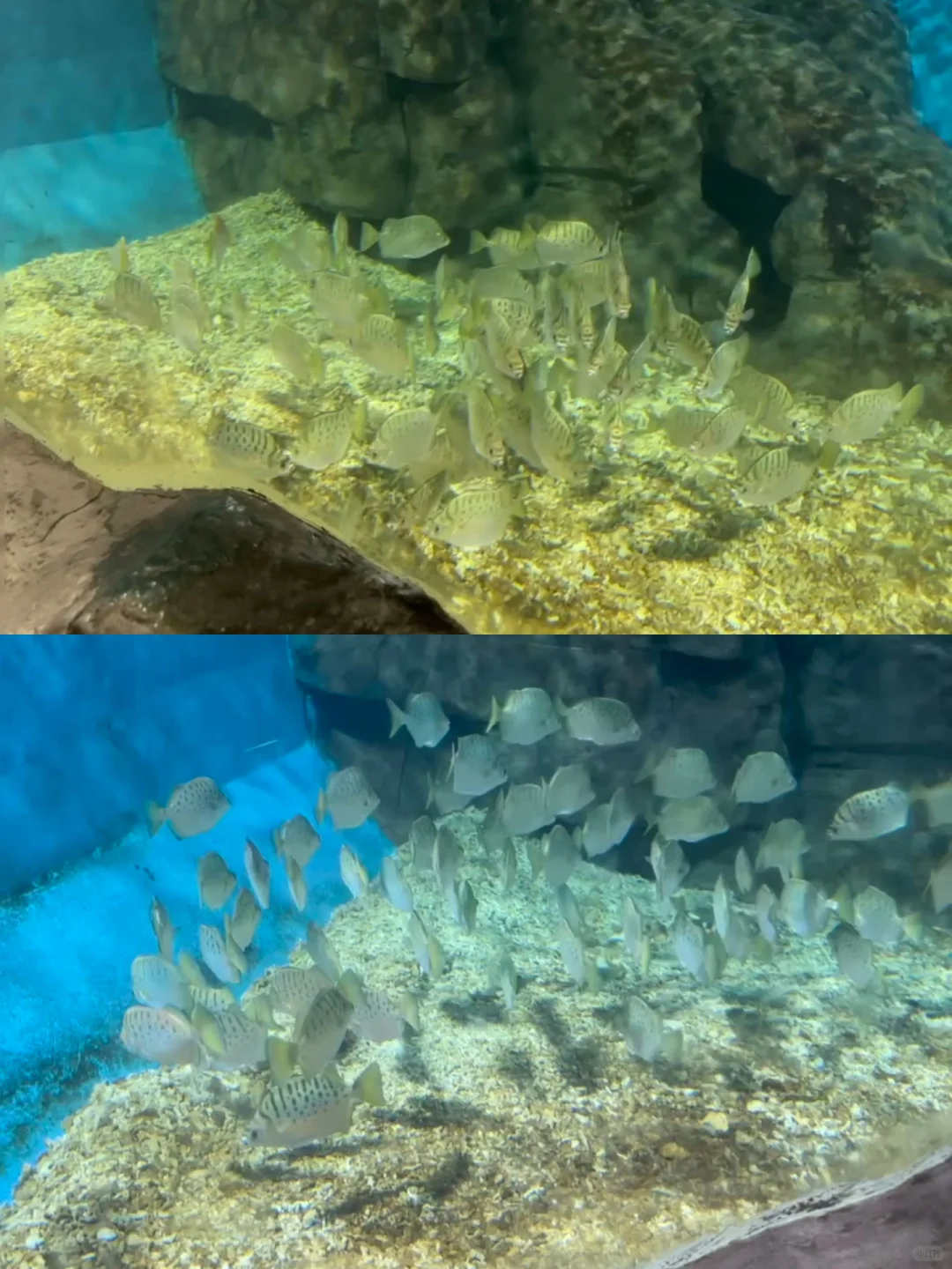Live不愧是北京！这绝美水族馆竟然是免费的