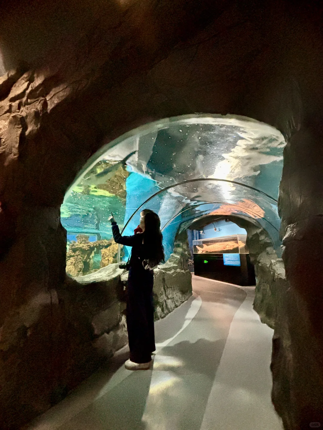 Live不愧是北京！这绝美水族馆竟然是免费的
