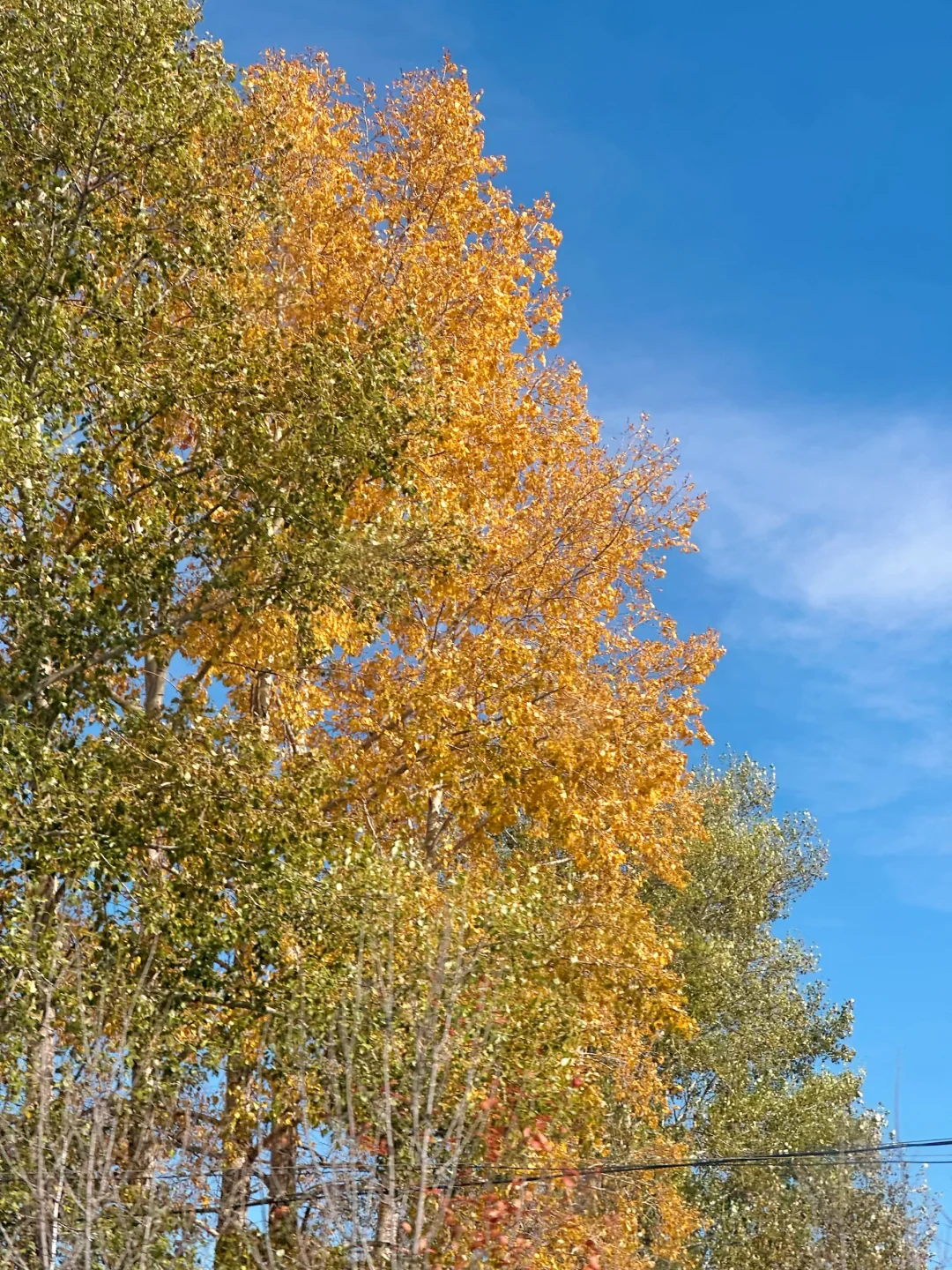 在呼伦贝尔见到了人生中最盛大的秋天🍂