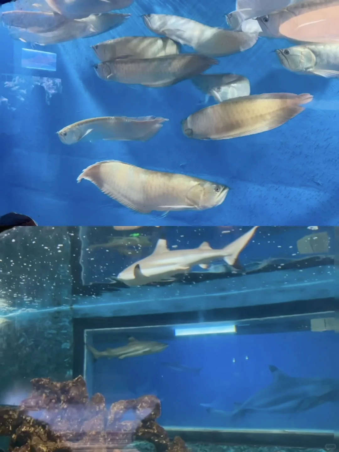 Live不愧是北京！这绝美水族馆竟然是免费的