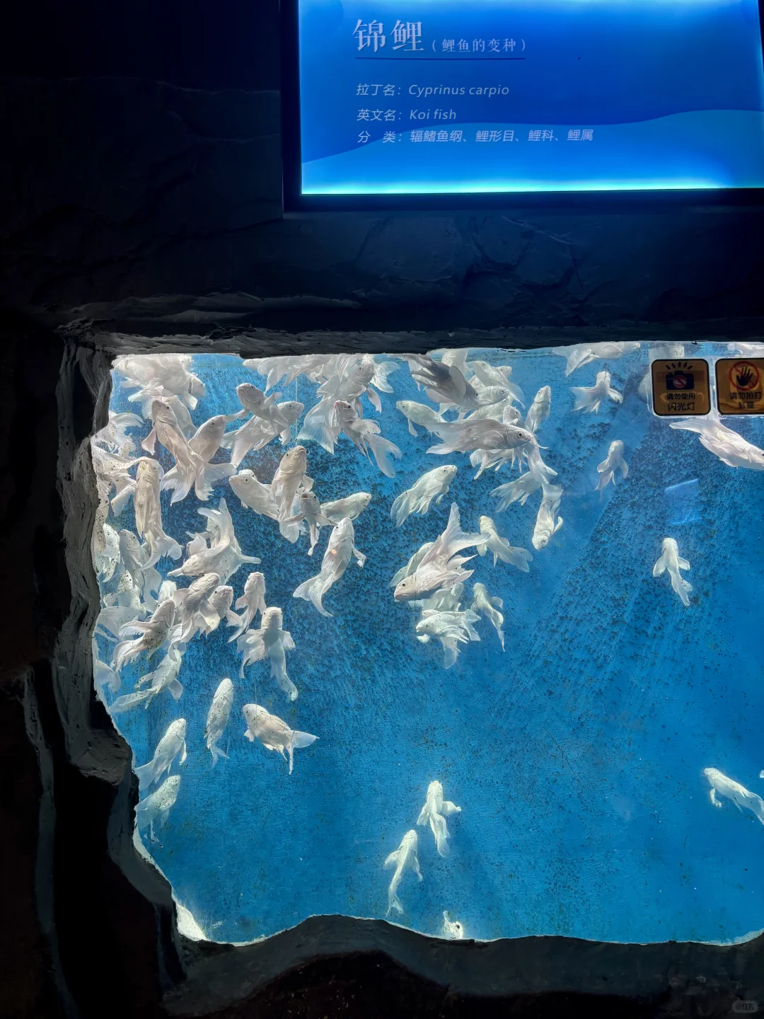 Live不愧是北京！这绝美水族馆竟然是免费的