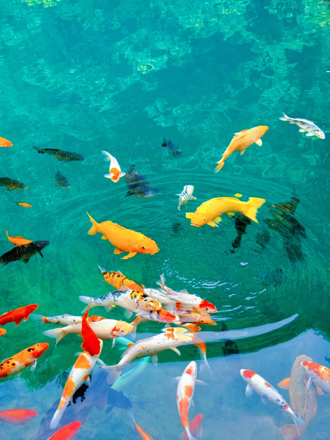 实拍Live ‼️小红书跟风最成功的一次