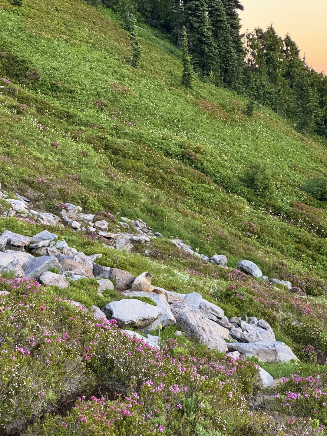 Rainier雷尼尔周末不排队