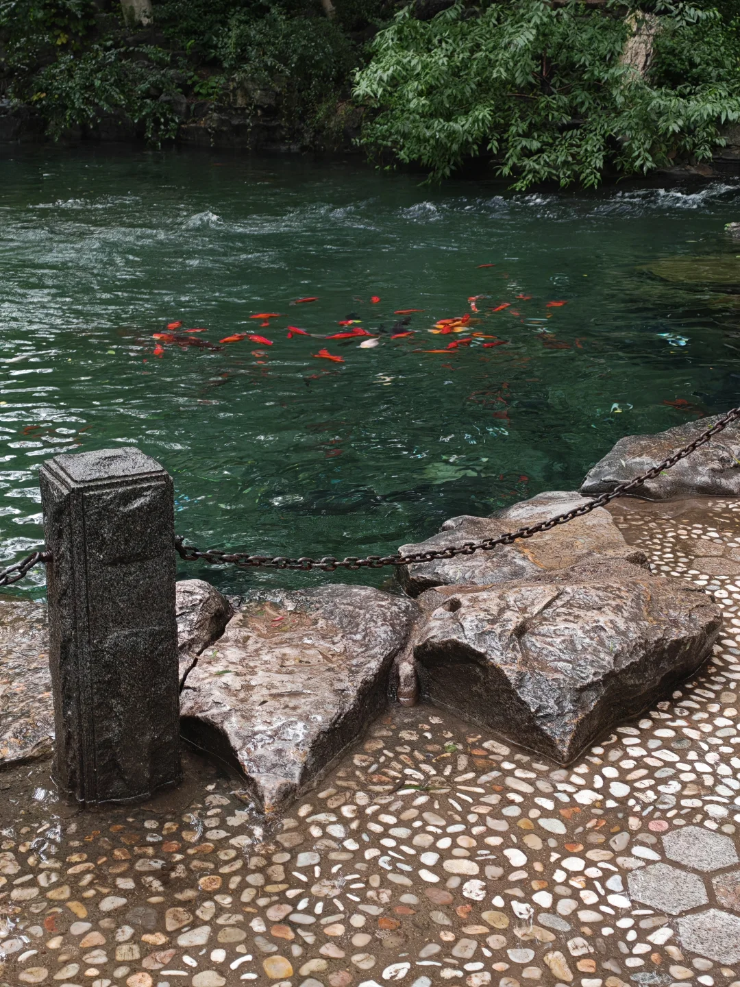 济南的泉水已经溢出来了……