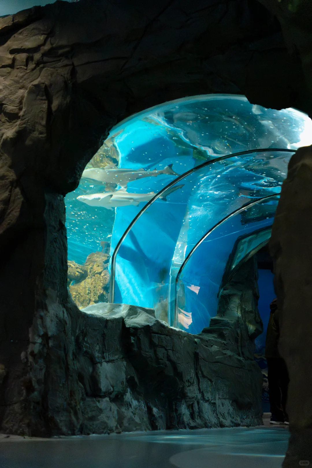 Live不愧是北京！这绝美水族馆竟然是免费的