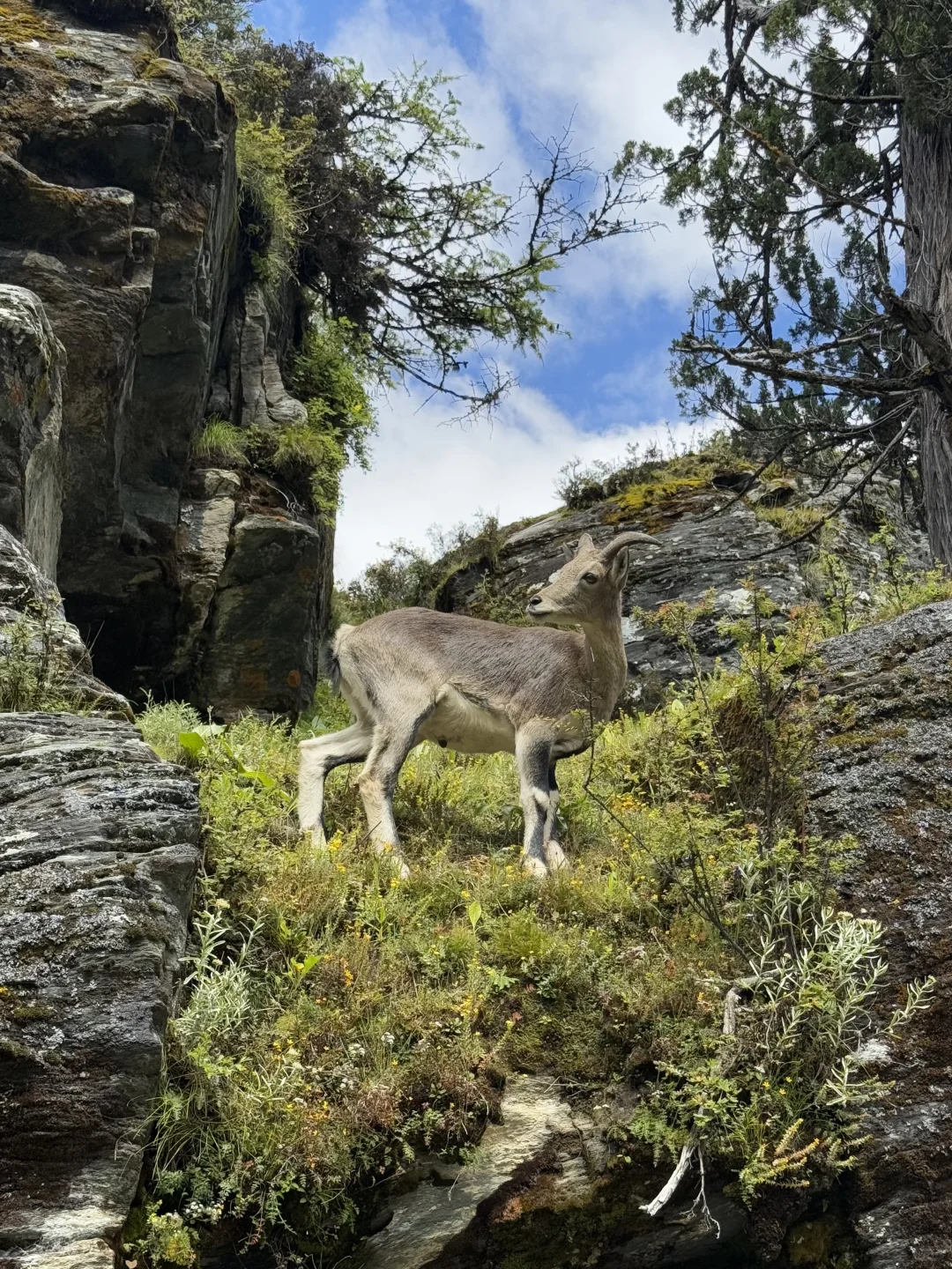 稻城亚丁很美 下次不来了