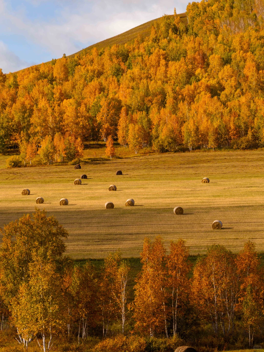 🍂你的内蒙追秋旅行攻略已准备好📚请查收!